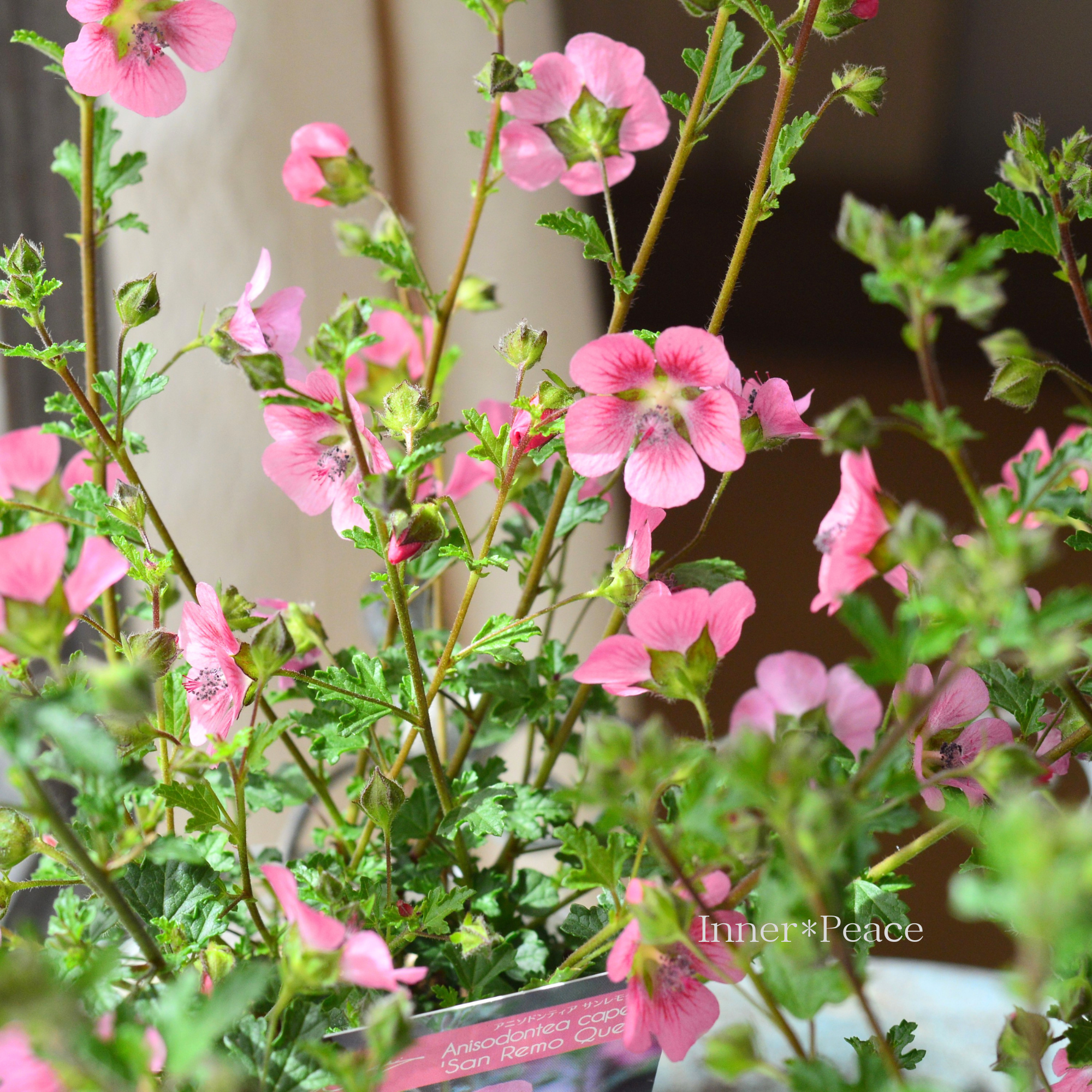 【暑さに強い】 アニソドンティア 『サンレモクイーン』 3寸ロングPOT