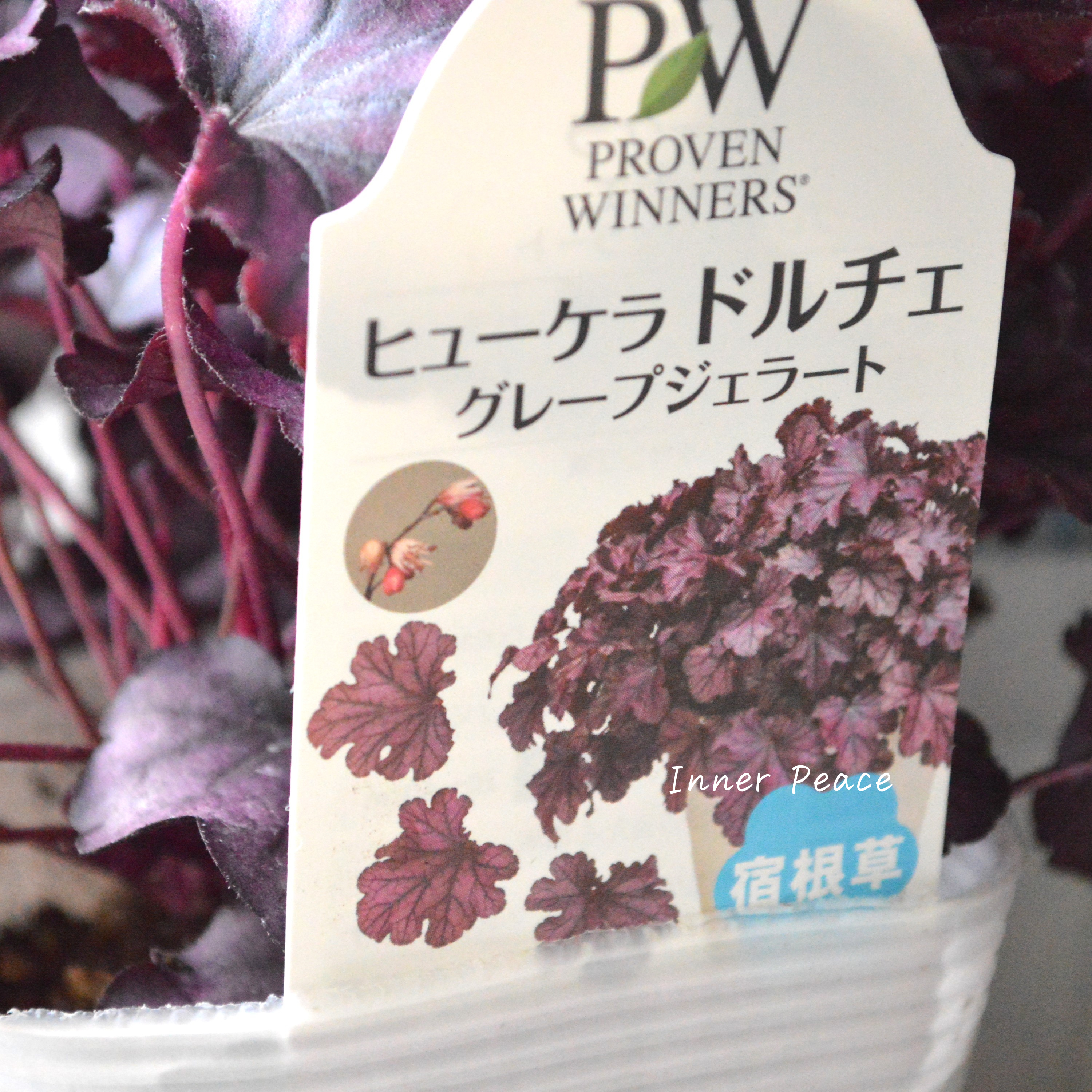 【PW】 ヒューケラ ドルチェ 『グレープジェラート』 3.5寸POT