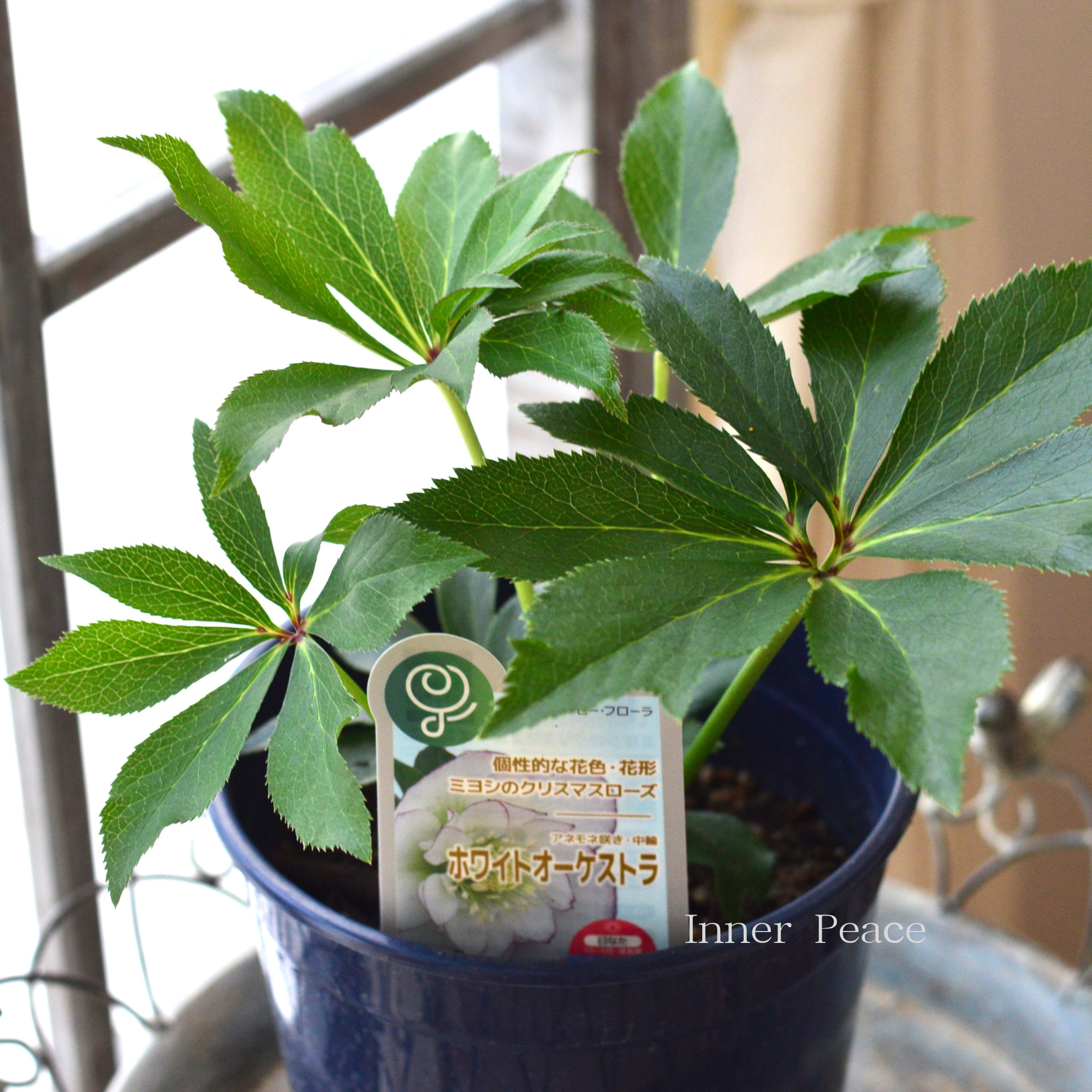 【ミヨシ】 クリスマスローズ 『ホワイトオーケストラ』 6号鉢