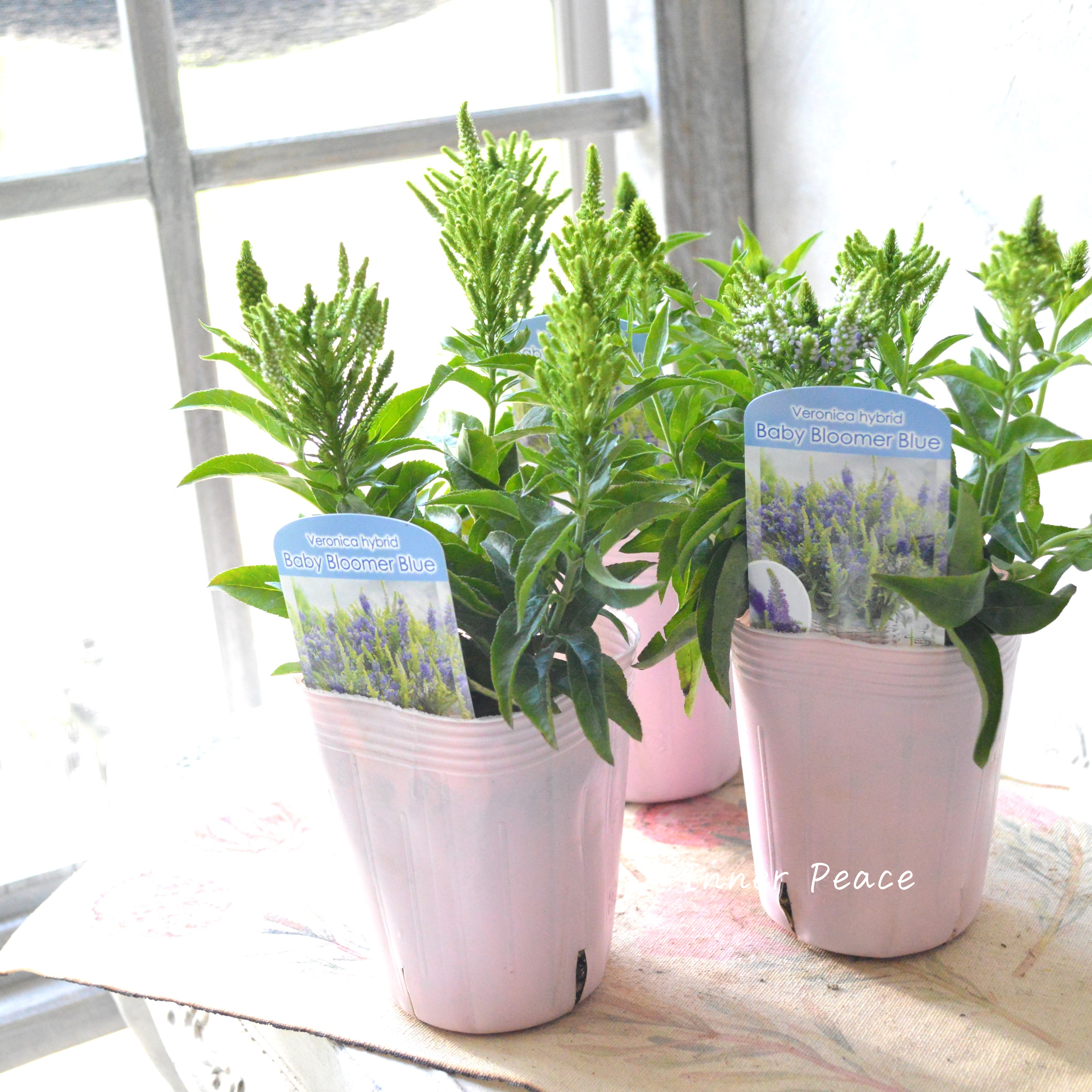 Sale! 【宿根】 ベロニカ 『ベビー ブルーマー ブルー』 3寸POT