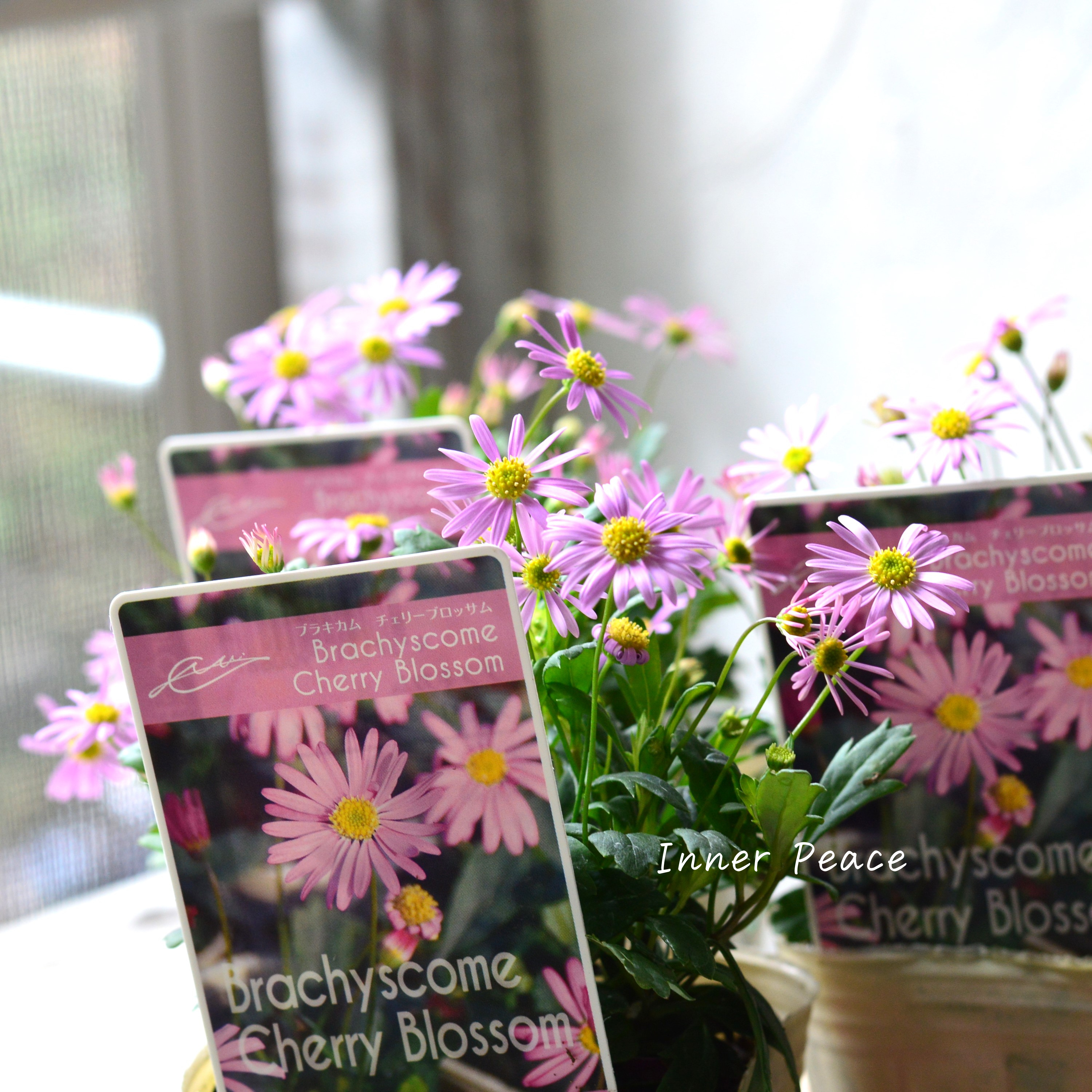 【かわいい】 ブラキカム 『チェリーブロッサム』 3寸POT