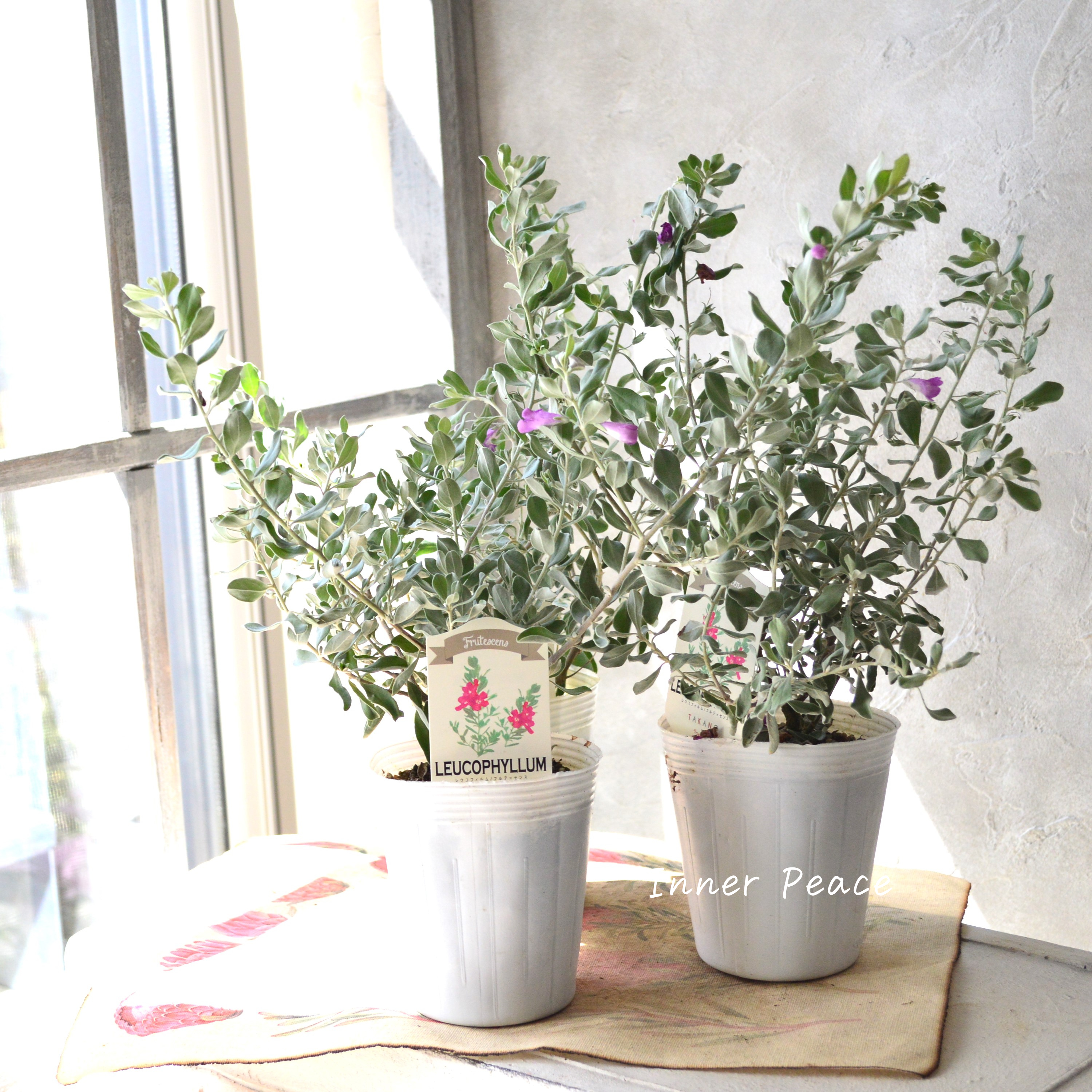 【シルバーリーフ】 レウコフィルム 『フルテスケンス』 3寸ロングPOT