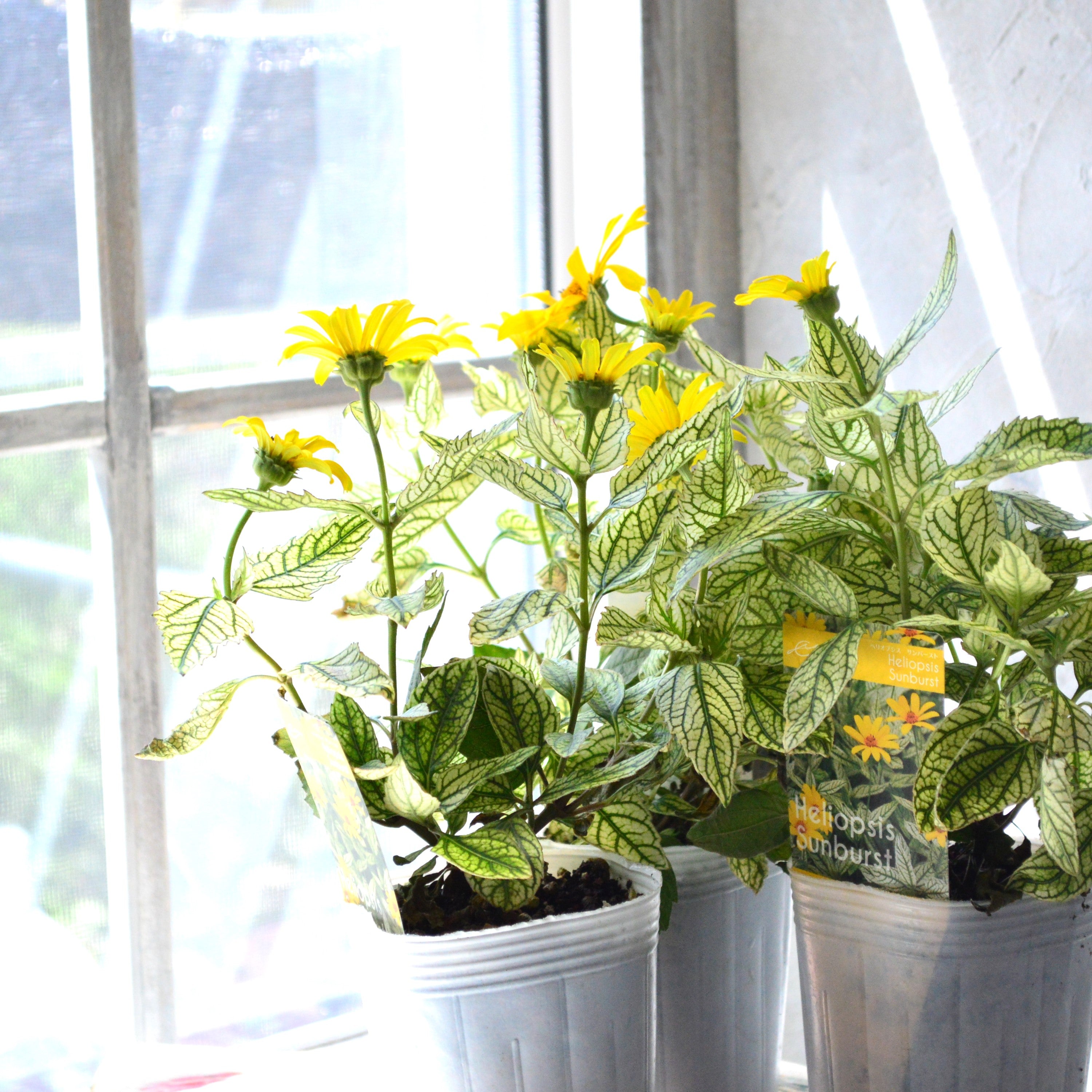 【開花期が長い】 ヘリオプシス 『サンバースト』 3寸POT