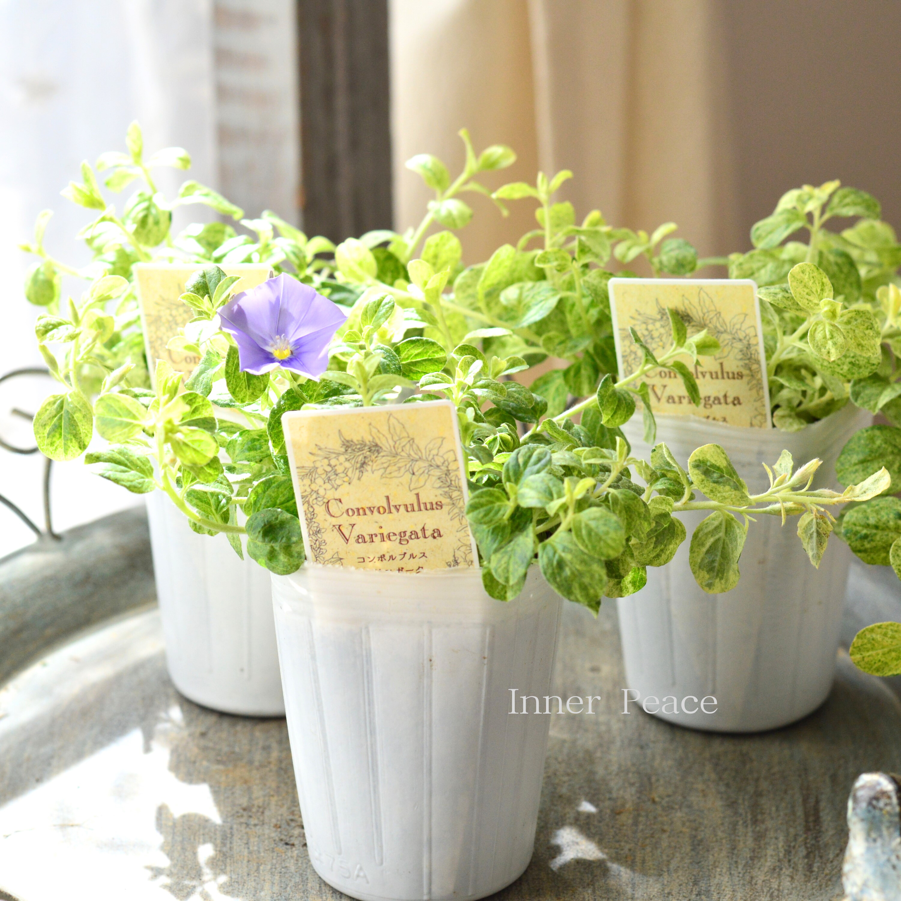 【斑入り】 コンボルブルス 『バリエガータ』 2.5寸ロングPOT