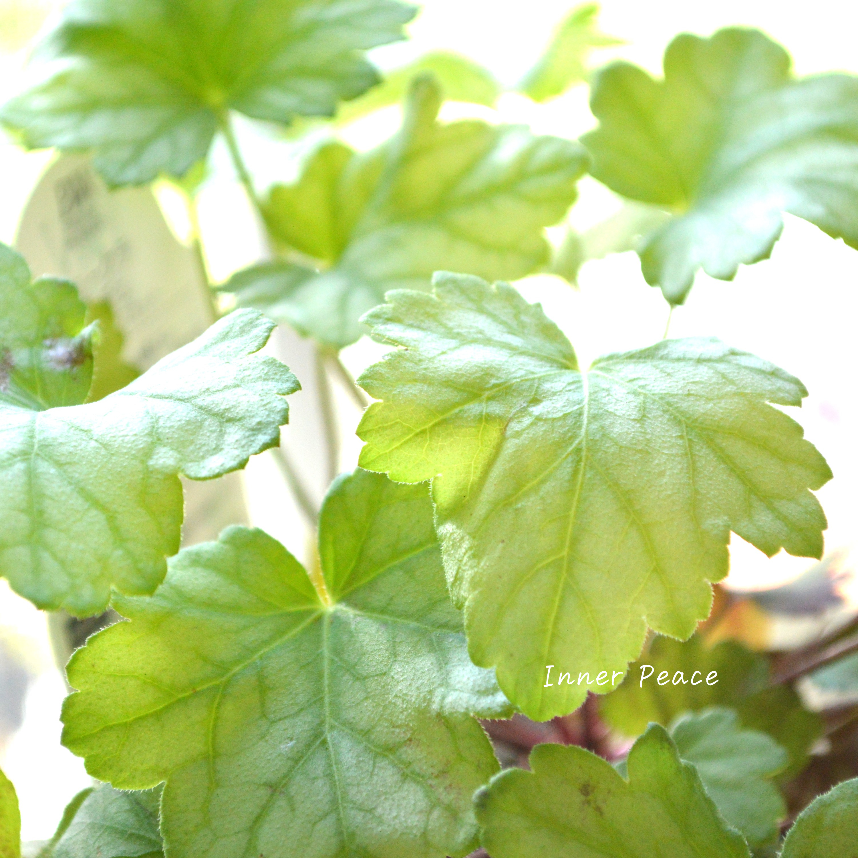 【PW】 ヒューケラ ドルチェ 『フローズンマスカット』 3.5寸POT