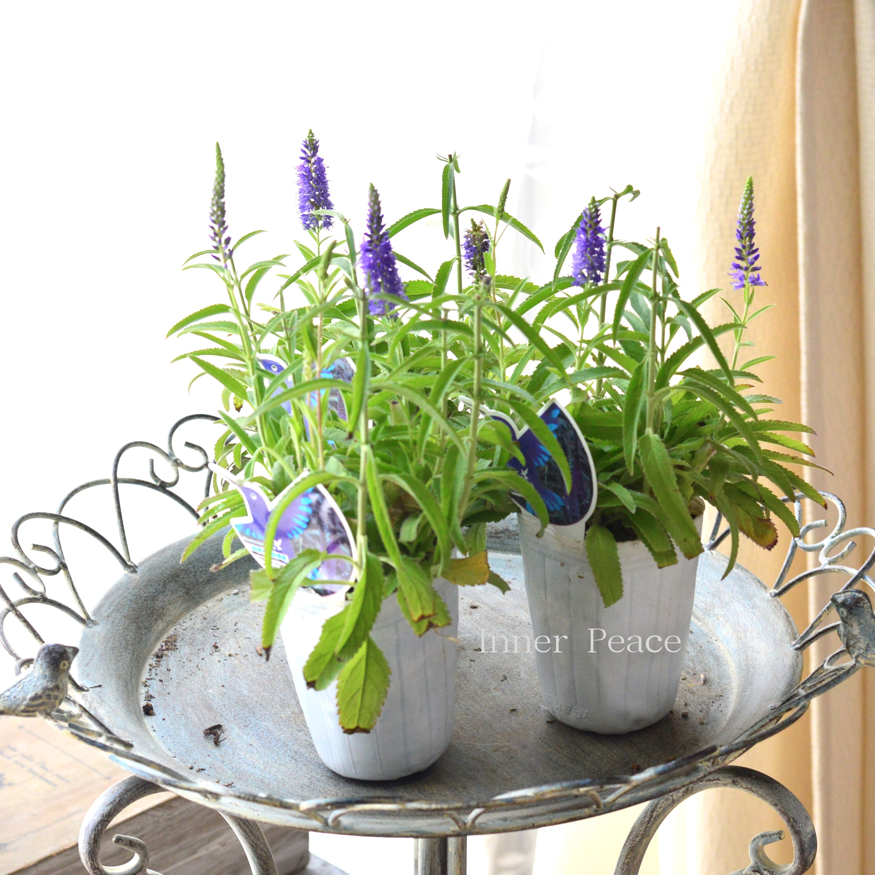 【宿根】 ベロニカ 『ハミングバード・ブルー』 2.5寸POT