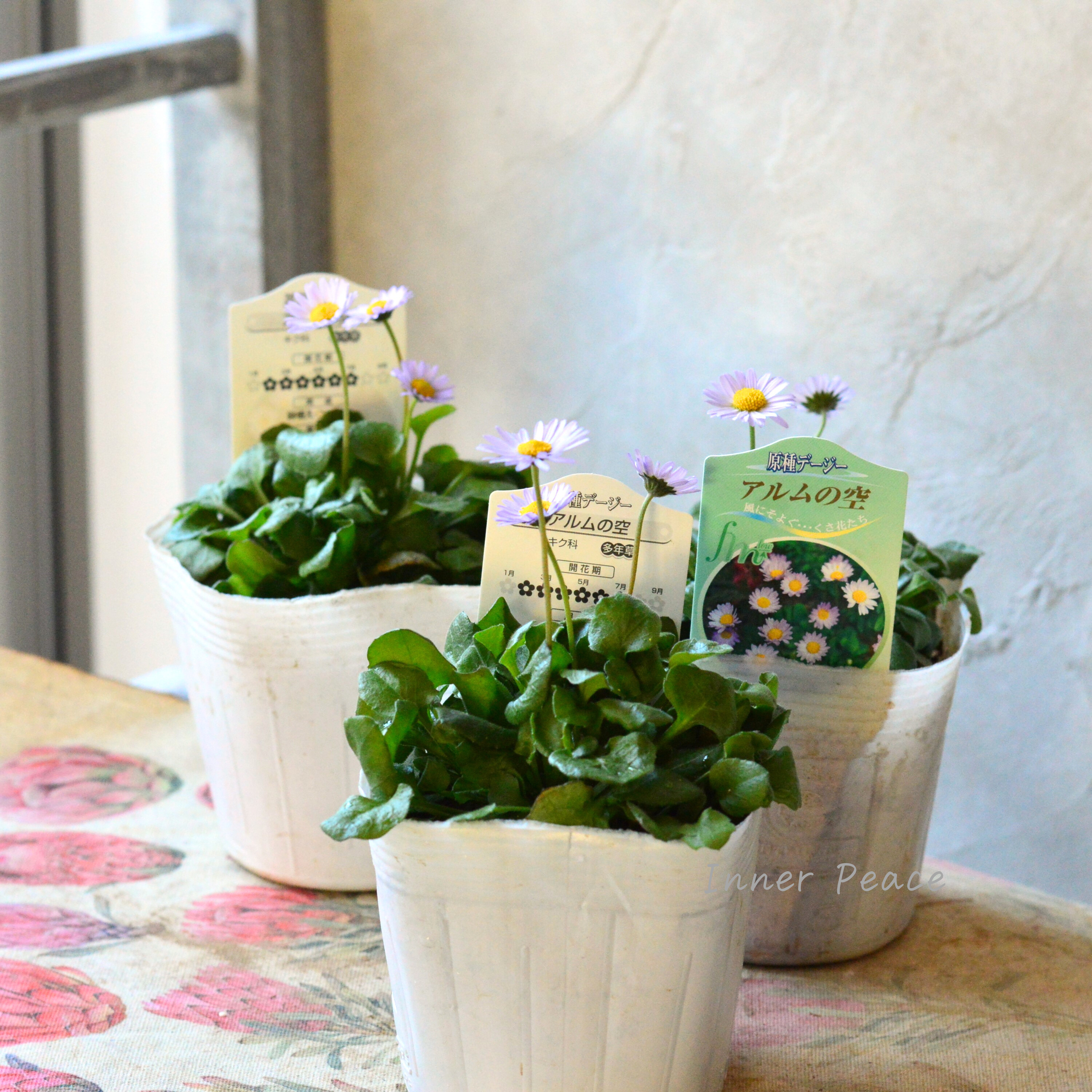 【かわいい】 イングリッシュデージー 『アルムの空』 3寸~3.5寸POT