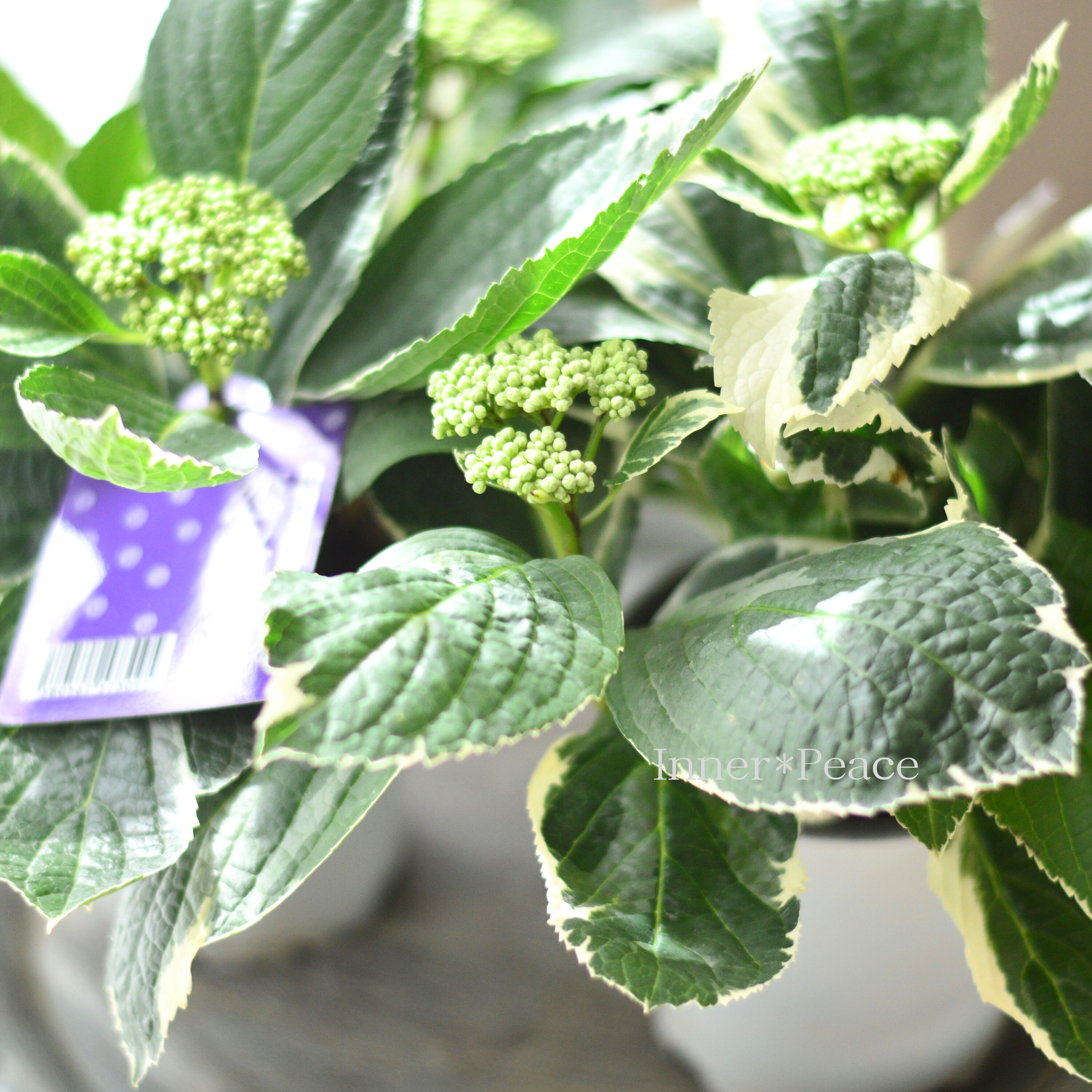 【斑入り】 アジサイ 『恋路ヶ浜』 3.5寸POT