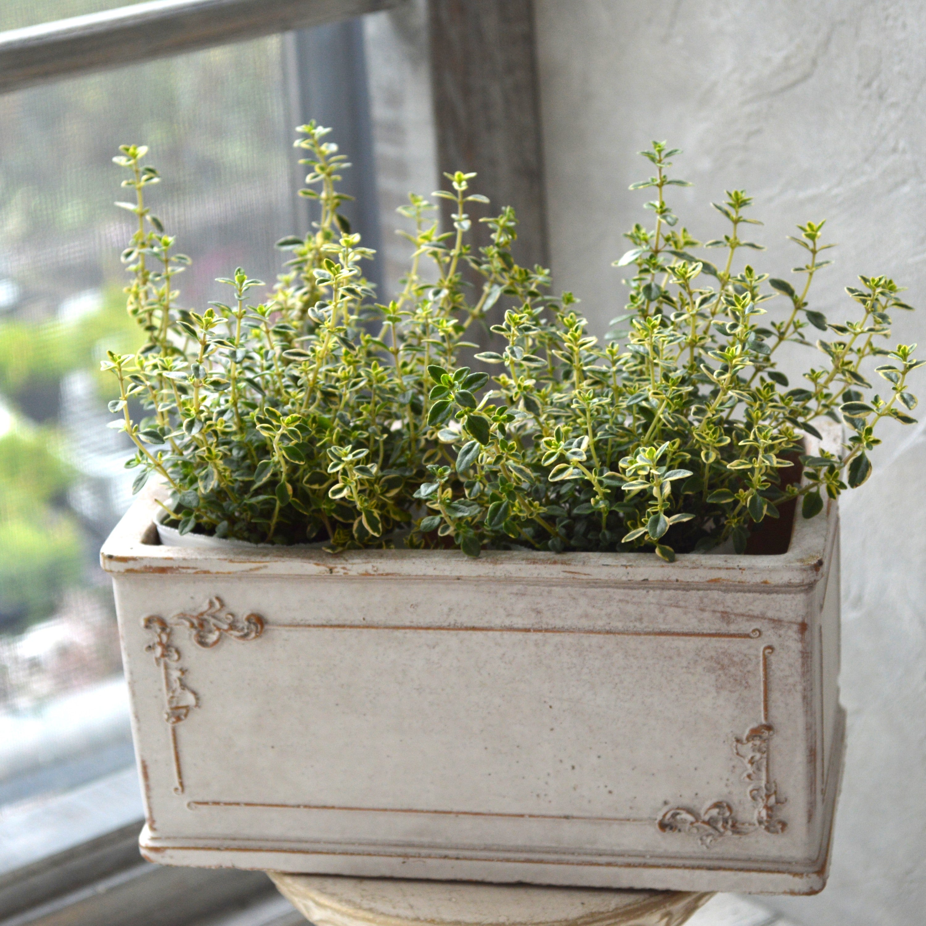 【斑入り】 ゴールデンタイム 2.5寸POT