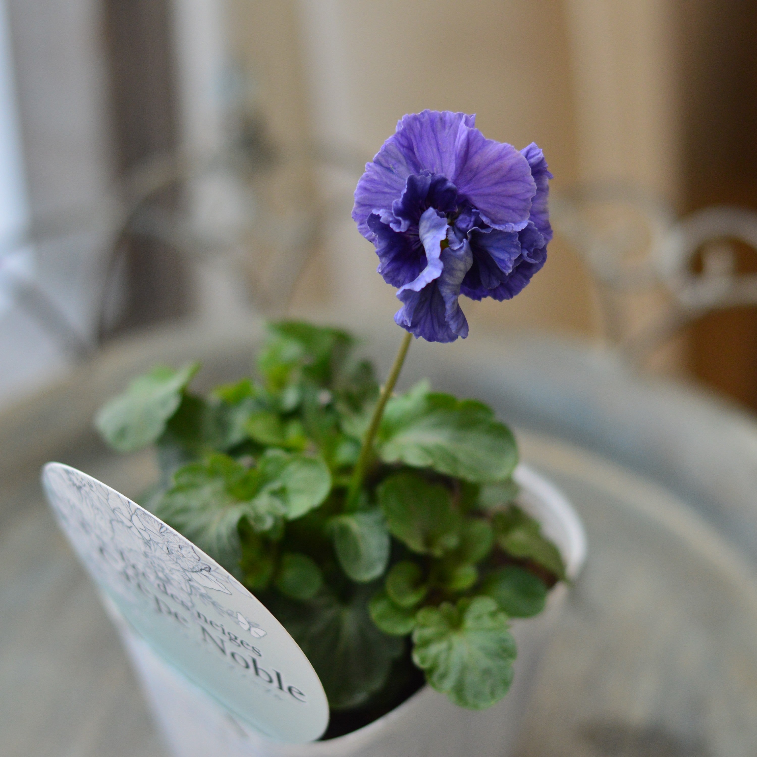 【美しい】 パンジー 『フェデネージュ・クレープノーブル スペシャル』 3.5寸POT