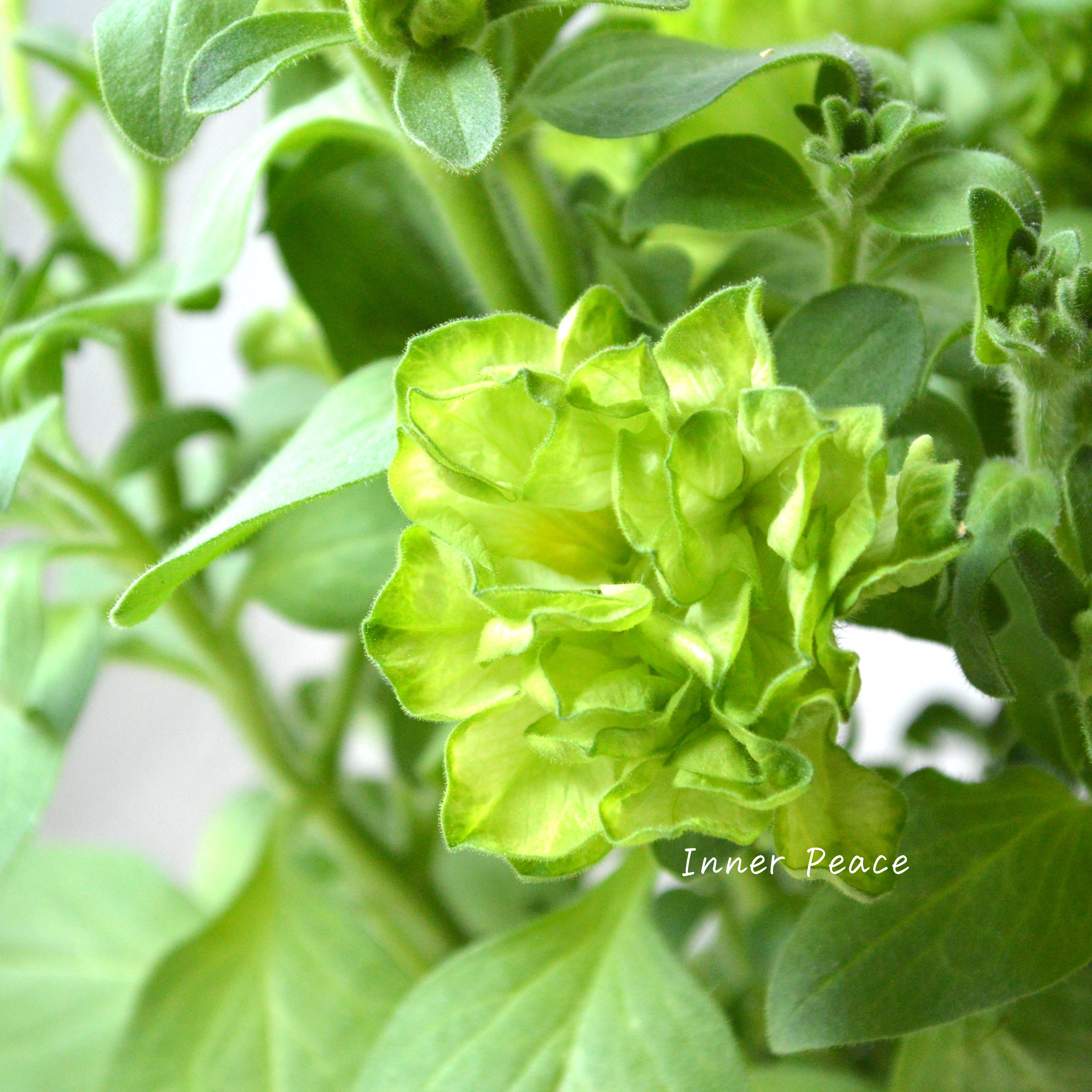 【ガルテン湘南さん】 ペチュニア 『湘南ヴェルデ』 3.5寸POT