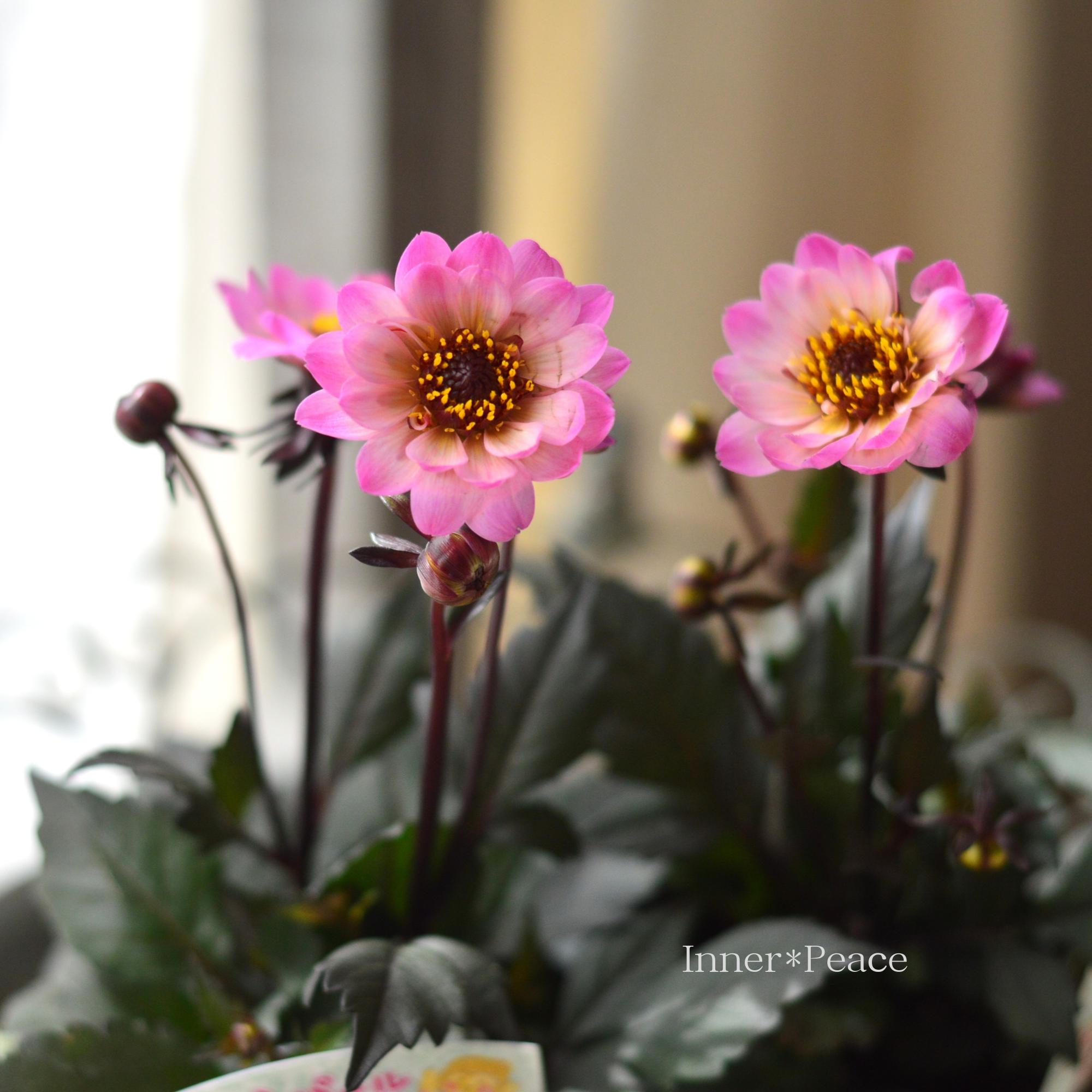 【宿根】 銅葉 ぷちダリア 『さくらパール』 3.5寸POT