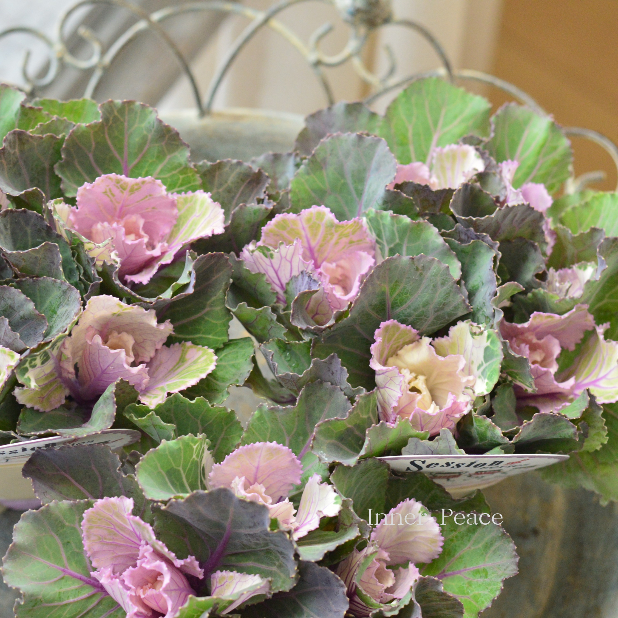 【5本植え】 葉牡丹 『セッション・ピンクティンパニ』 3寸POT