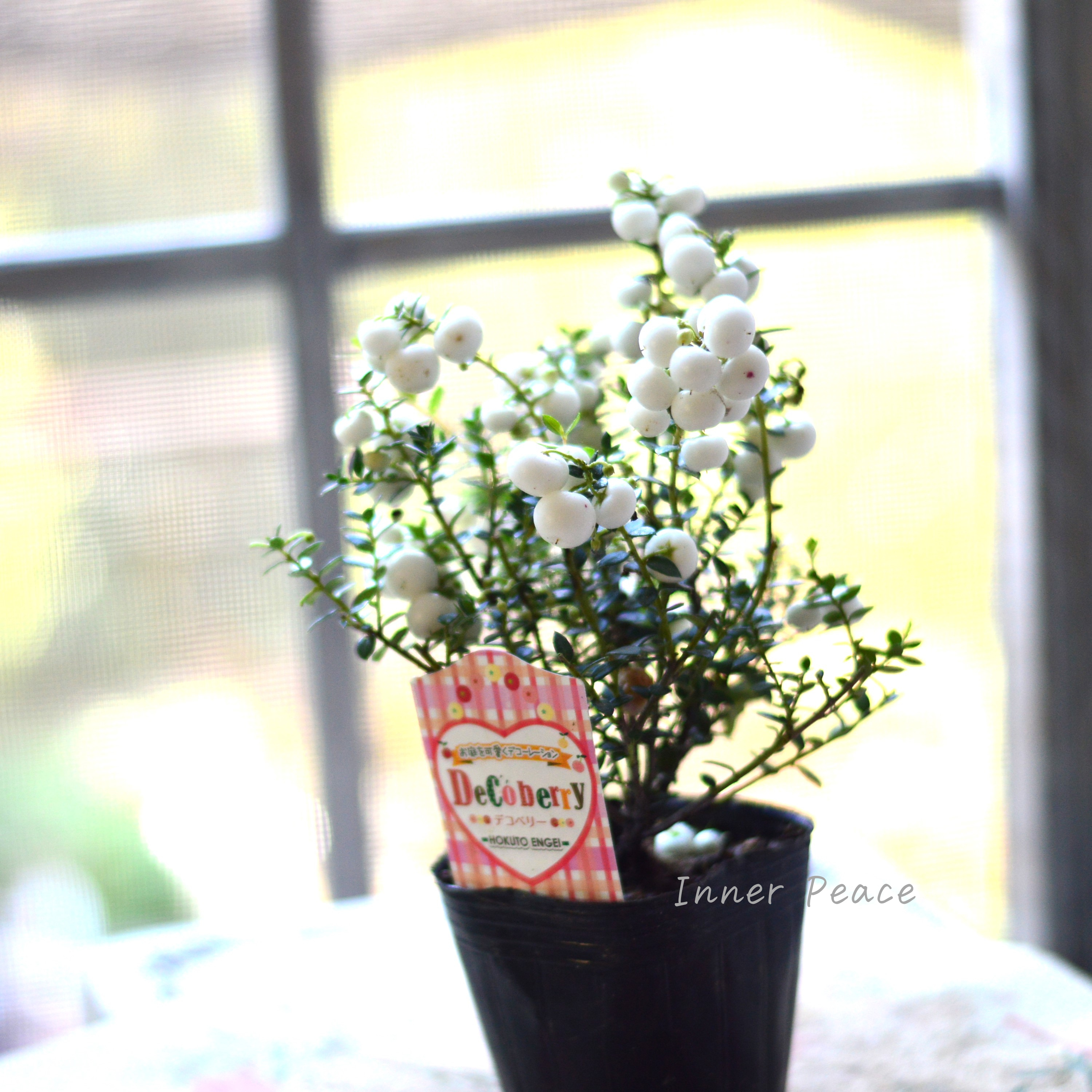 【かわいい】 デコベリー(ペルネッチア) ホワイト 3寸POT
