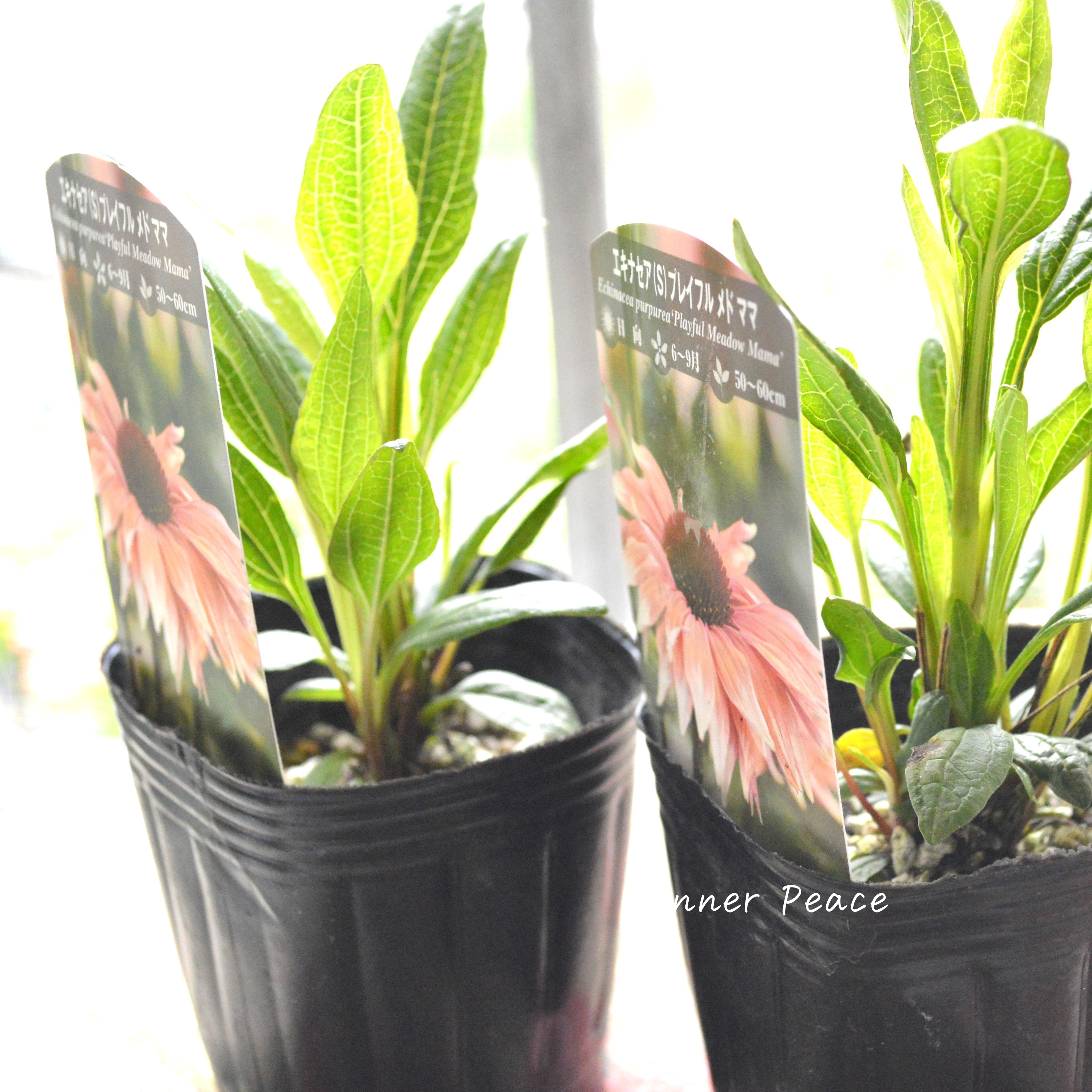 【暑さ寒さに強い】 エキナセア 『プレイフル メド ママ』植え込み用 3寸POT