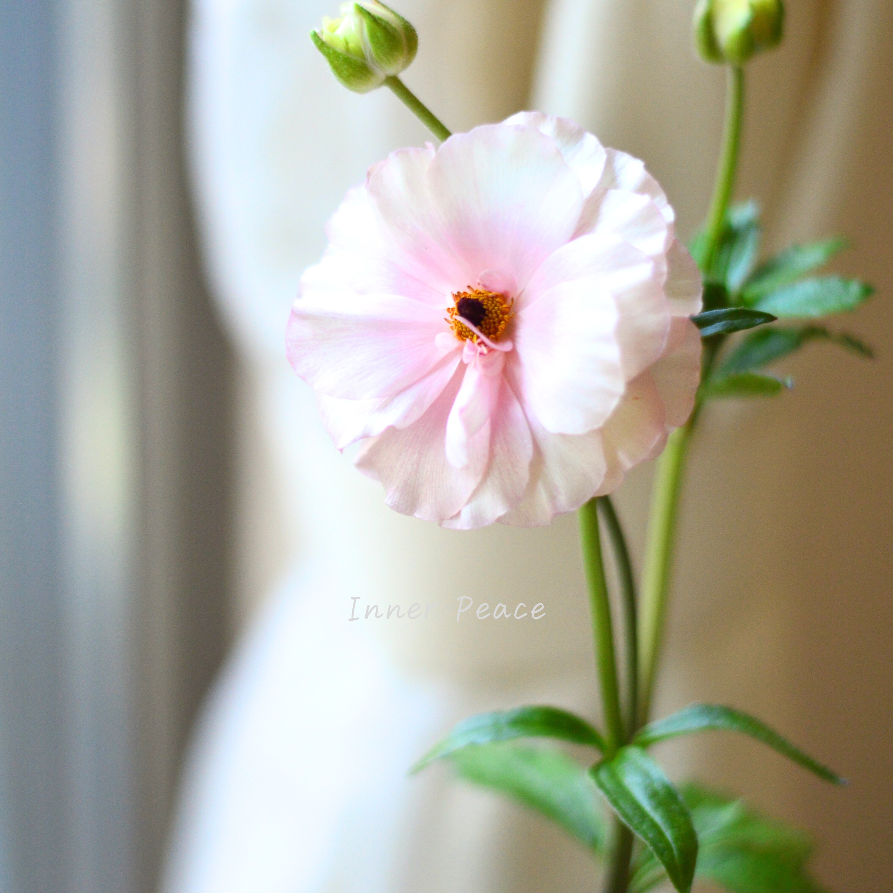 【美しい】ラナンキュラス・ラックス 『アリアドネ』 4寸POT