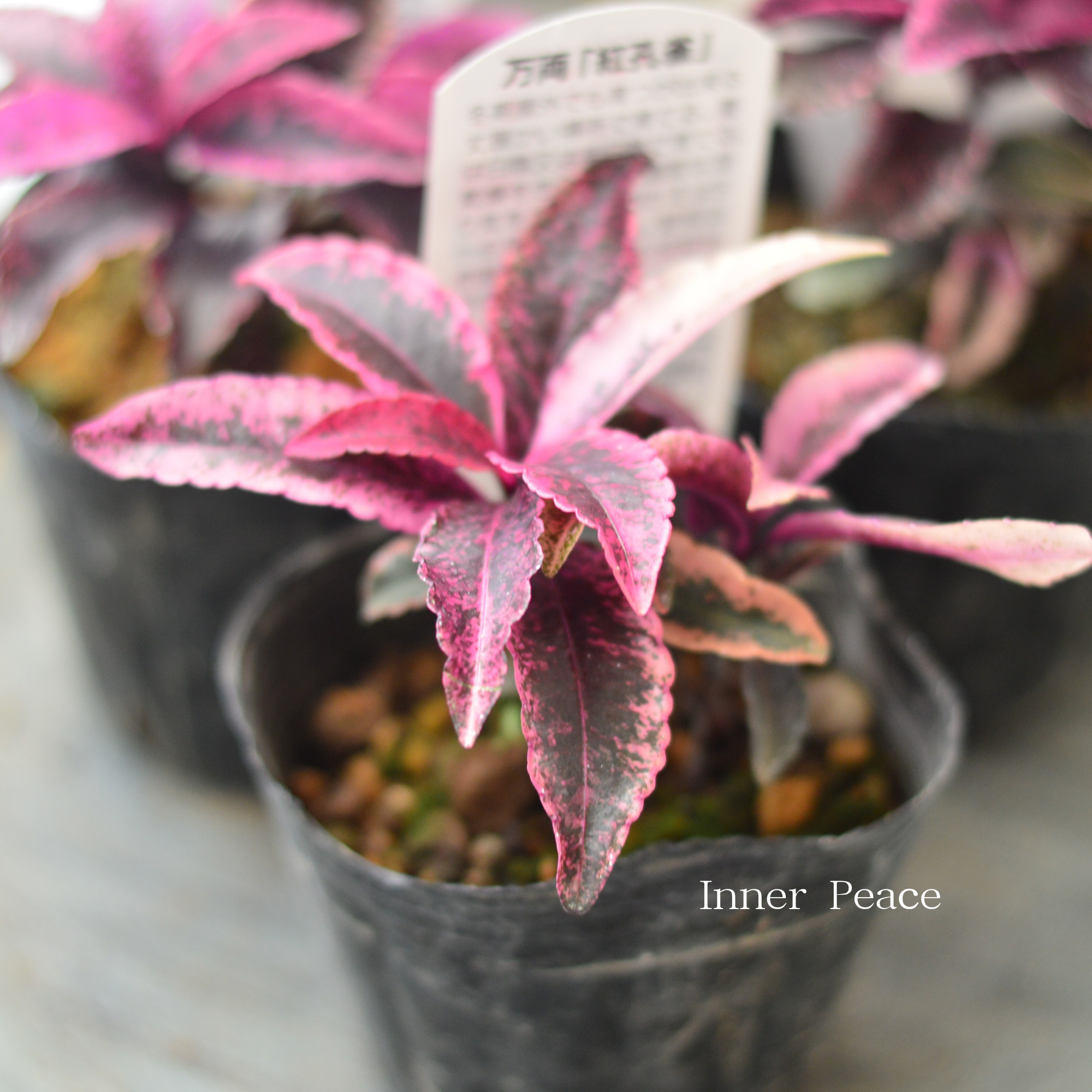 【斑入り】 万両 『紅孔雀』 3寸POT