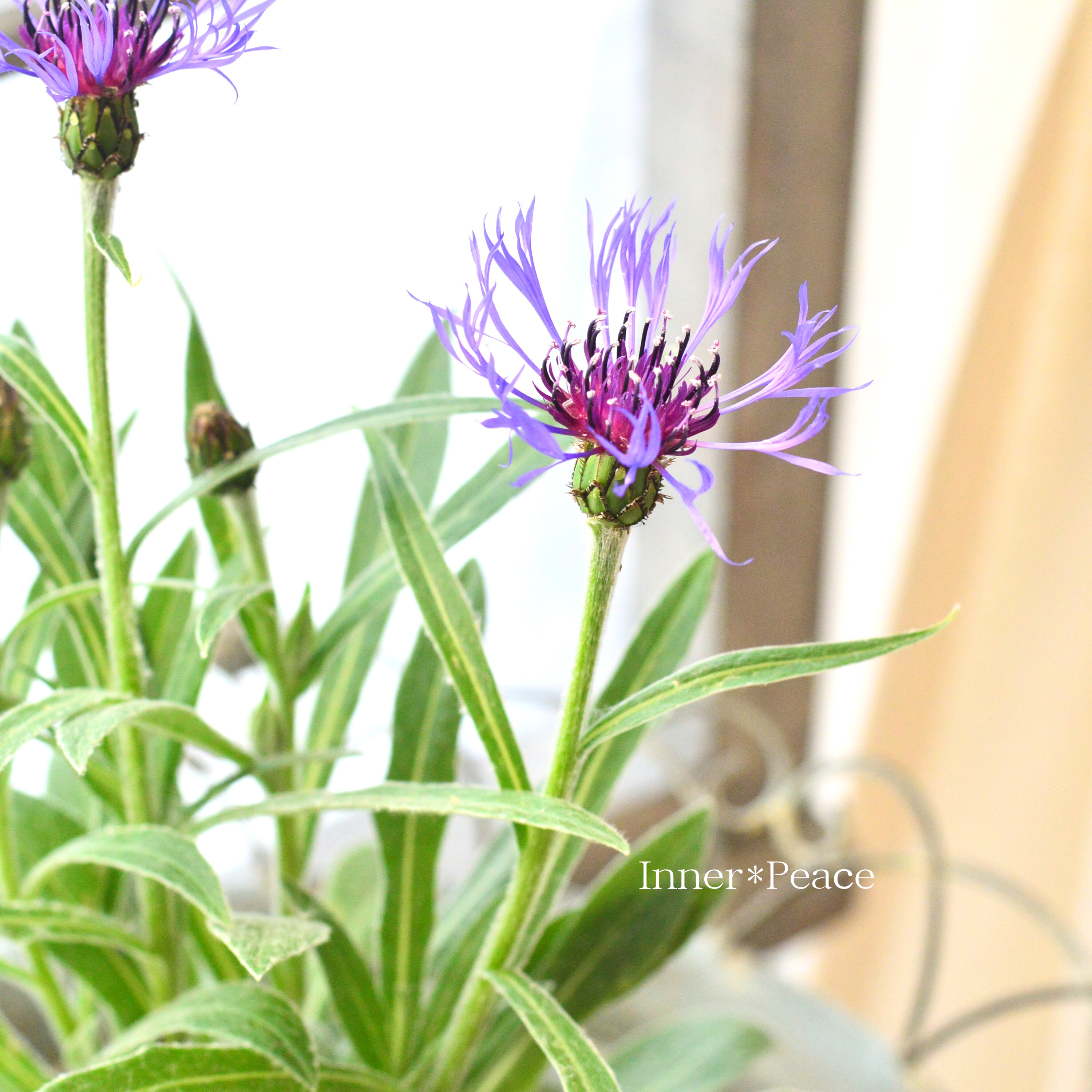 【寒さに強い】 セントーレア 『モンタナ』 3.5寸POT