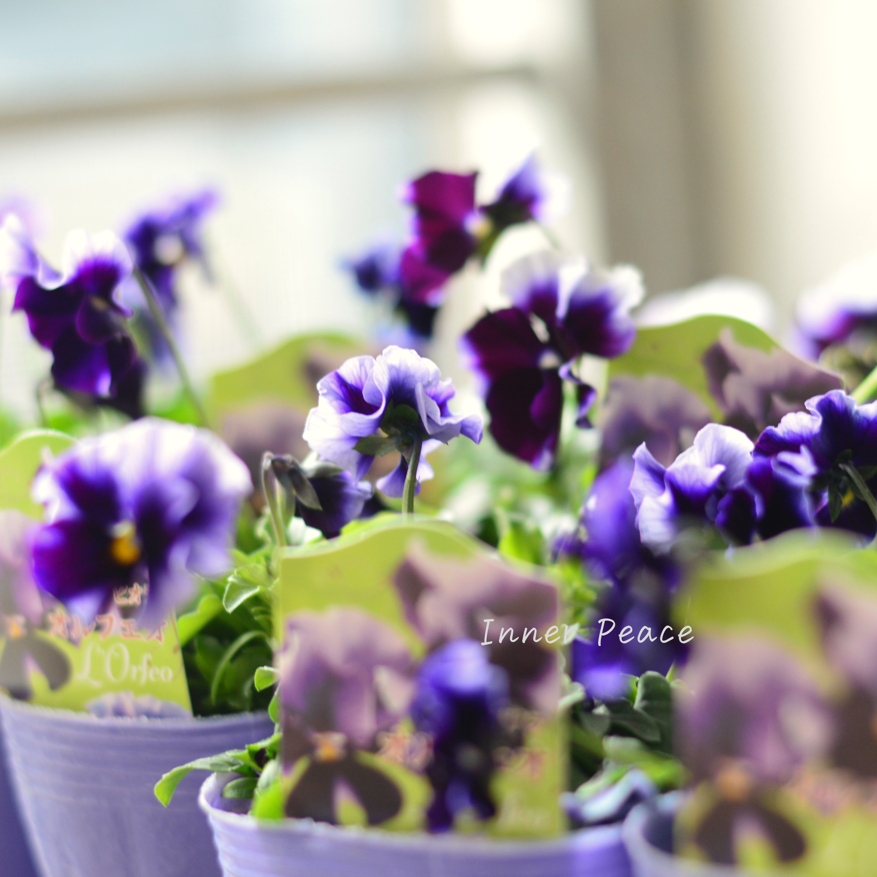 【花夢園芸さん】 ビオラ 『オルフェオ』 3寸ロングPOT