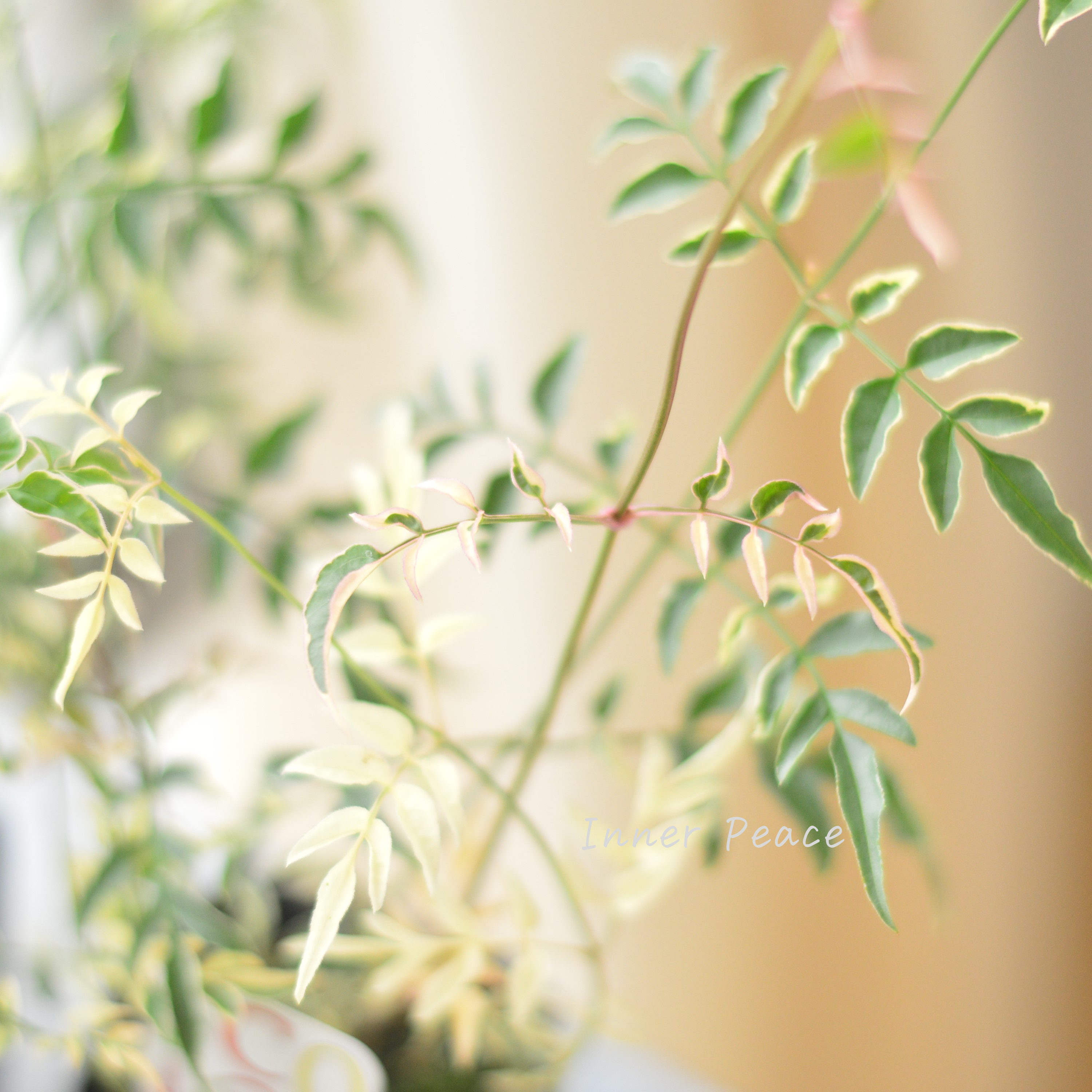 【斑入り】 ハゴロモジャスミン『ミルキーウェイ』 2.5寸~3寸POT