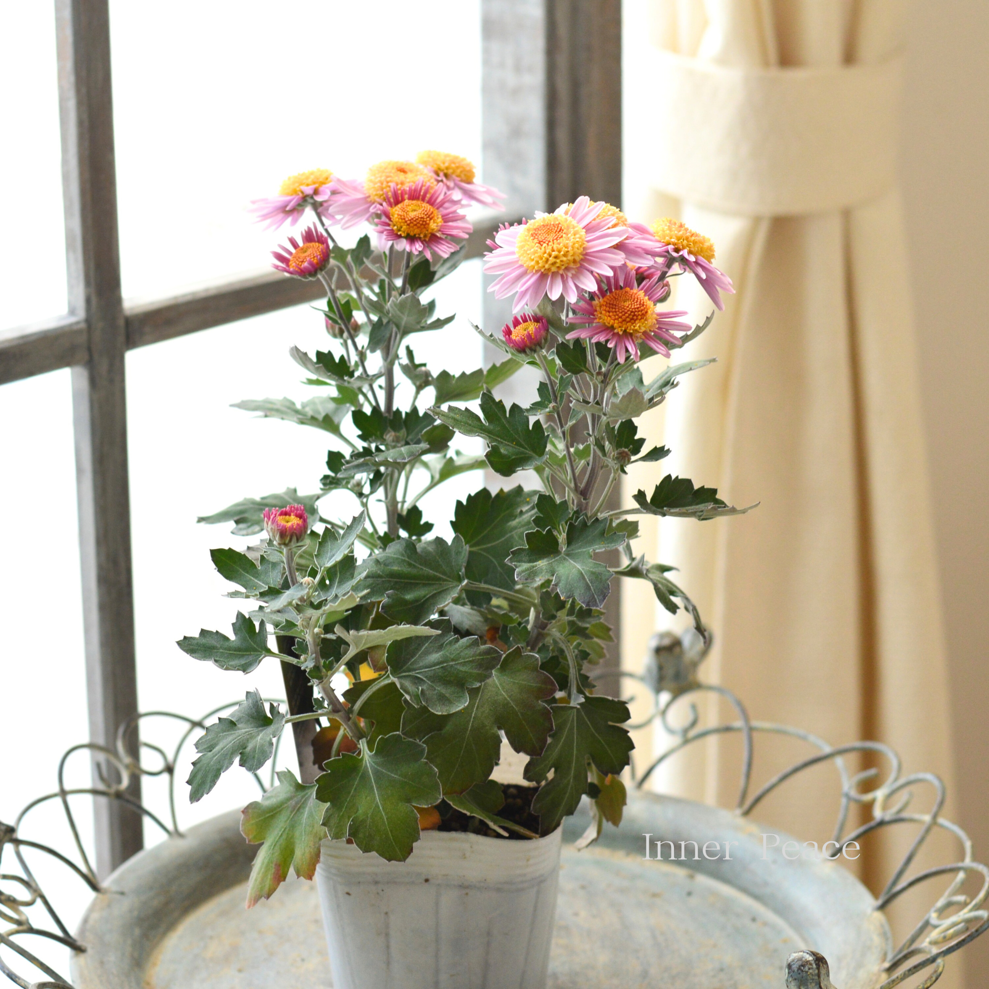 【かわいい】 フローズンマム 『メローピンク』 3.5寸POT