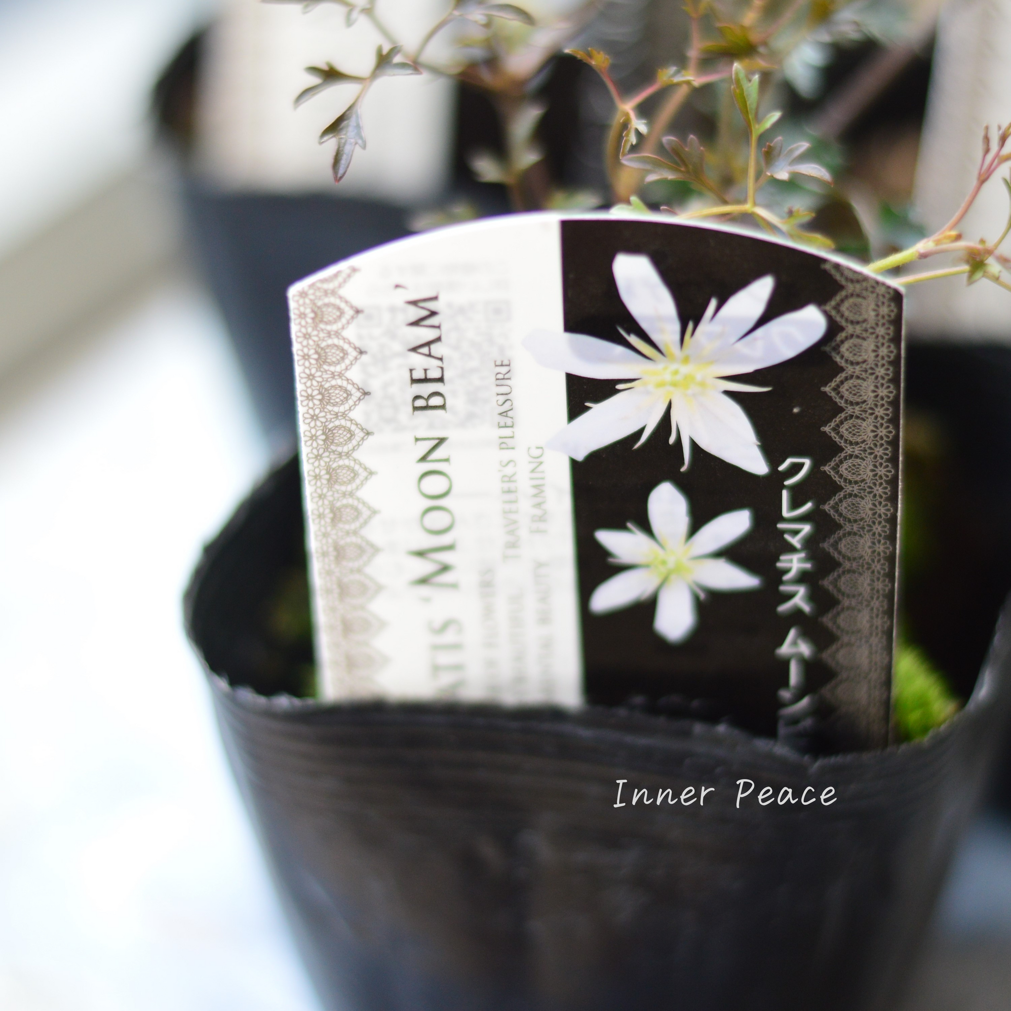 常緑】 クレマチス 『ムーンビーム』 3寸POT