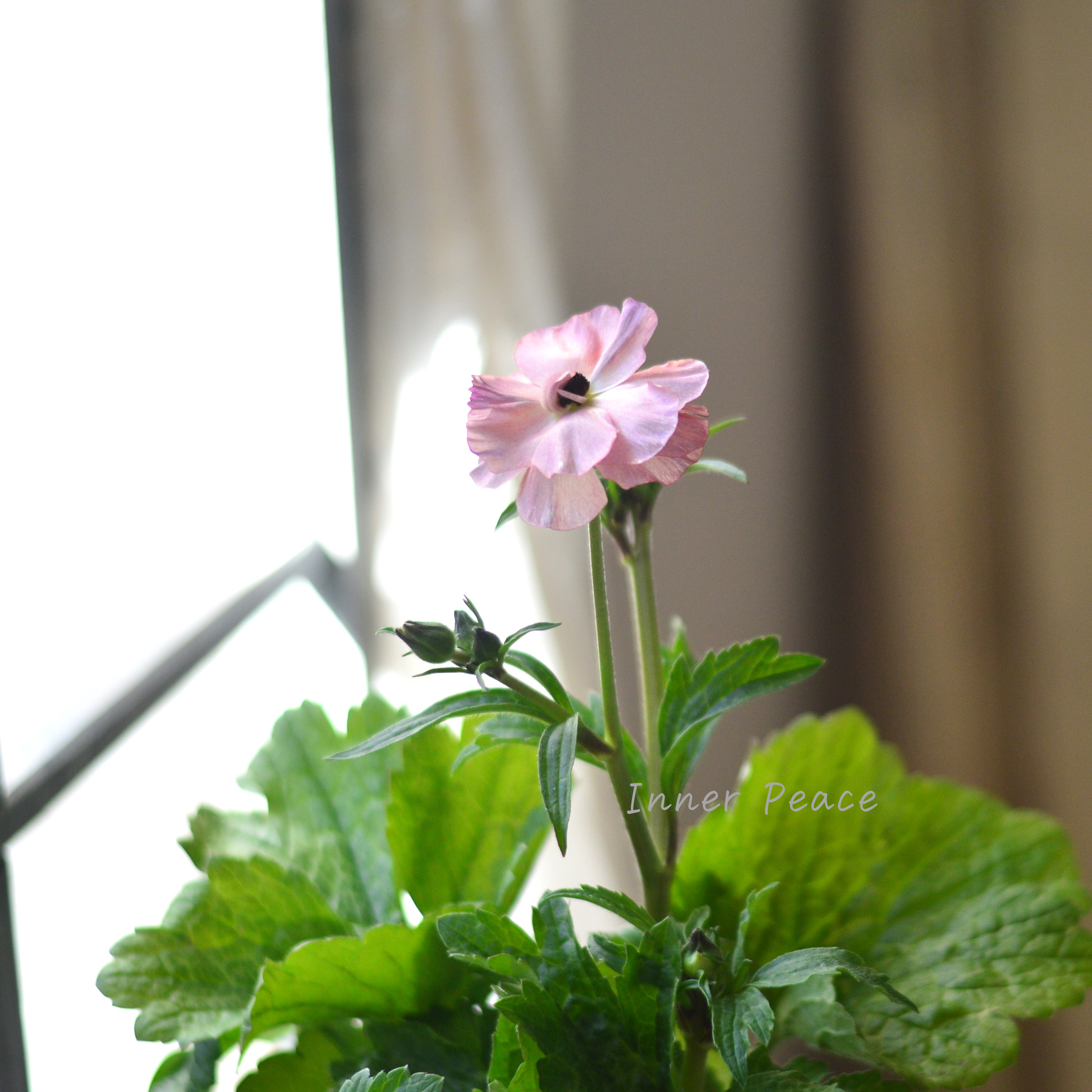 【美しい】 ラナンキュラス・ラックス 『ヘスティア』 4寸POT