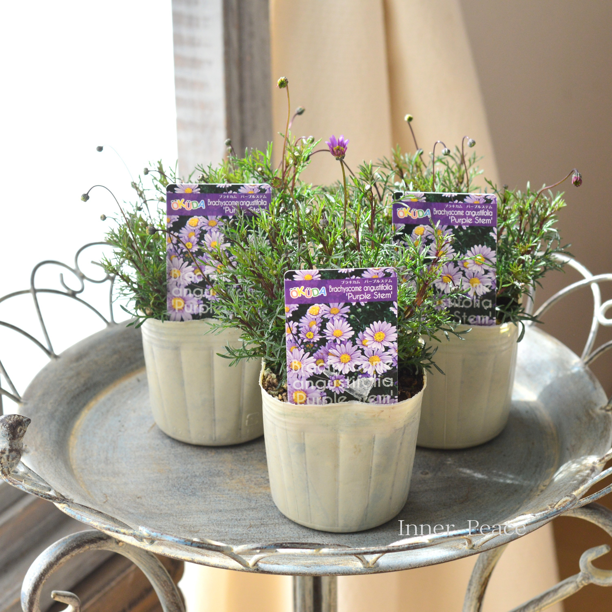 【四季咲き】 ブラキカム 『パープルステム』 3寸ロングPOT