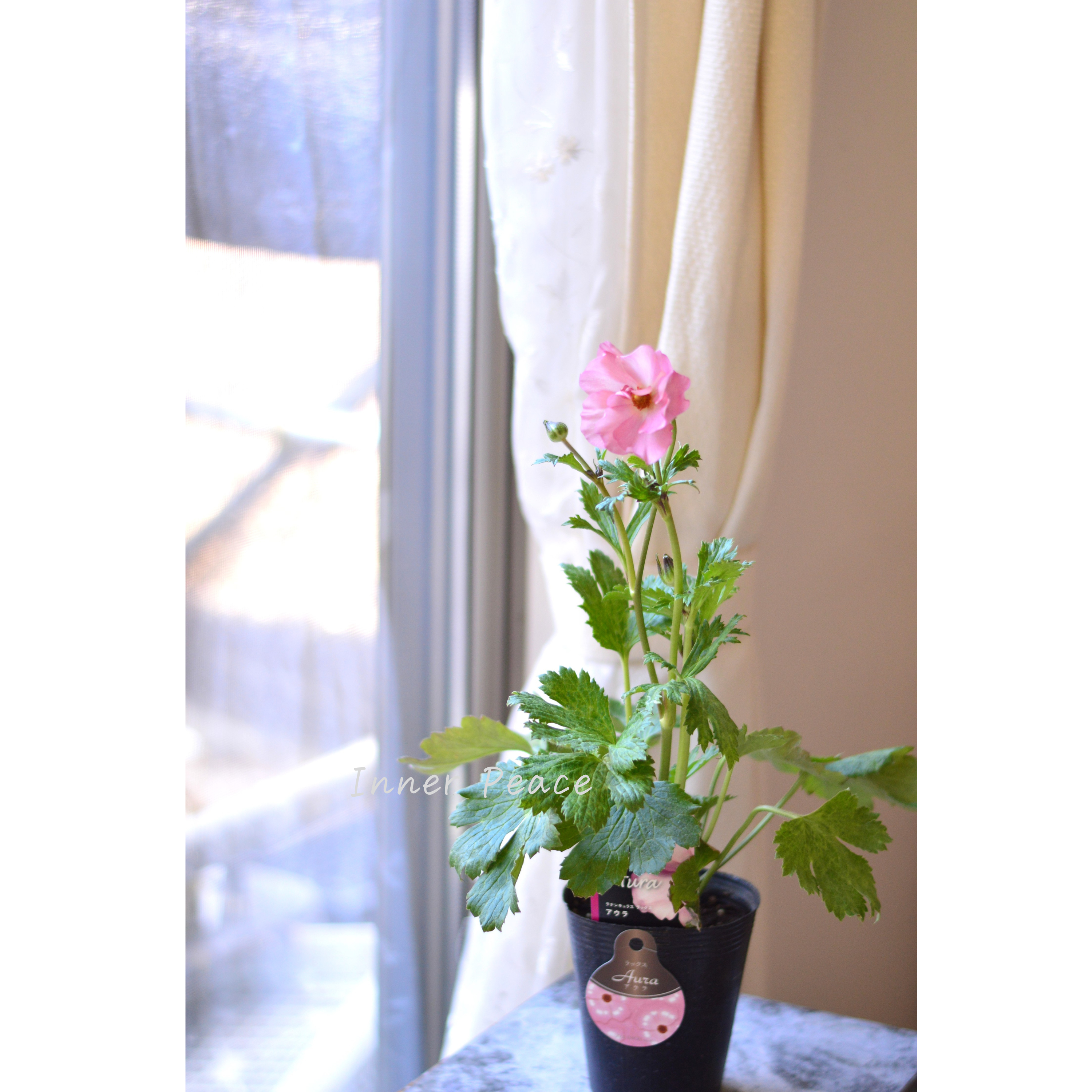 【美しい】 ラナンキュラス・ラックス 『アウラ』 4寸POT