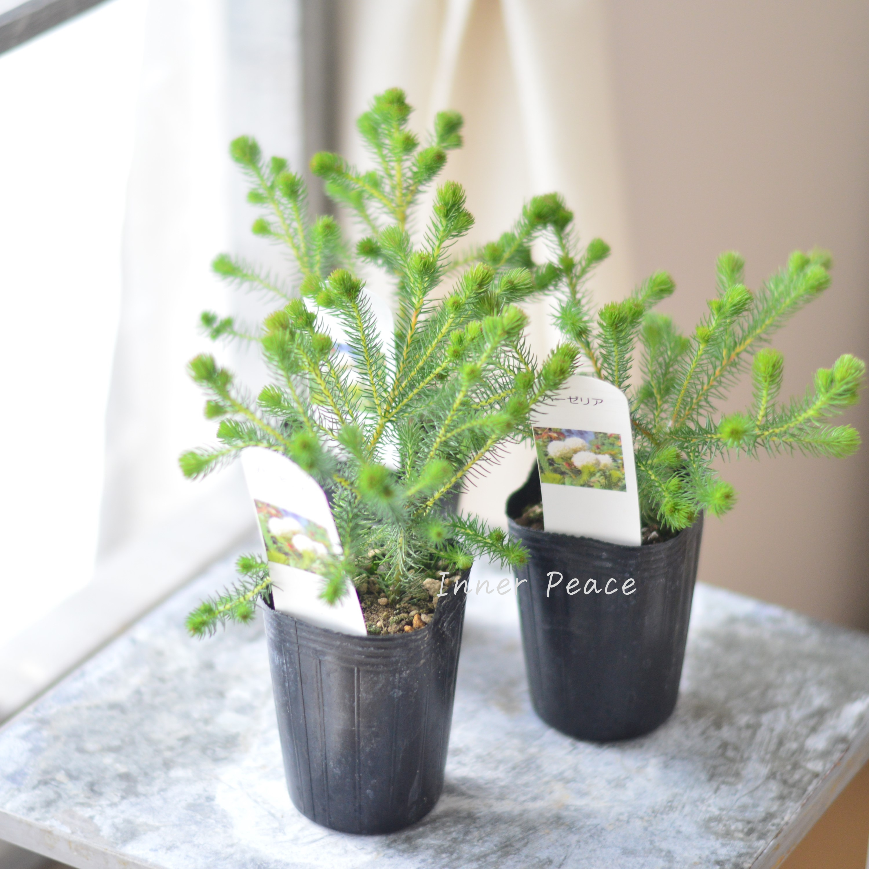 【個性的】 ベルセリア バーゼリア 3寸POT