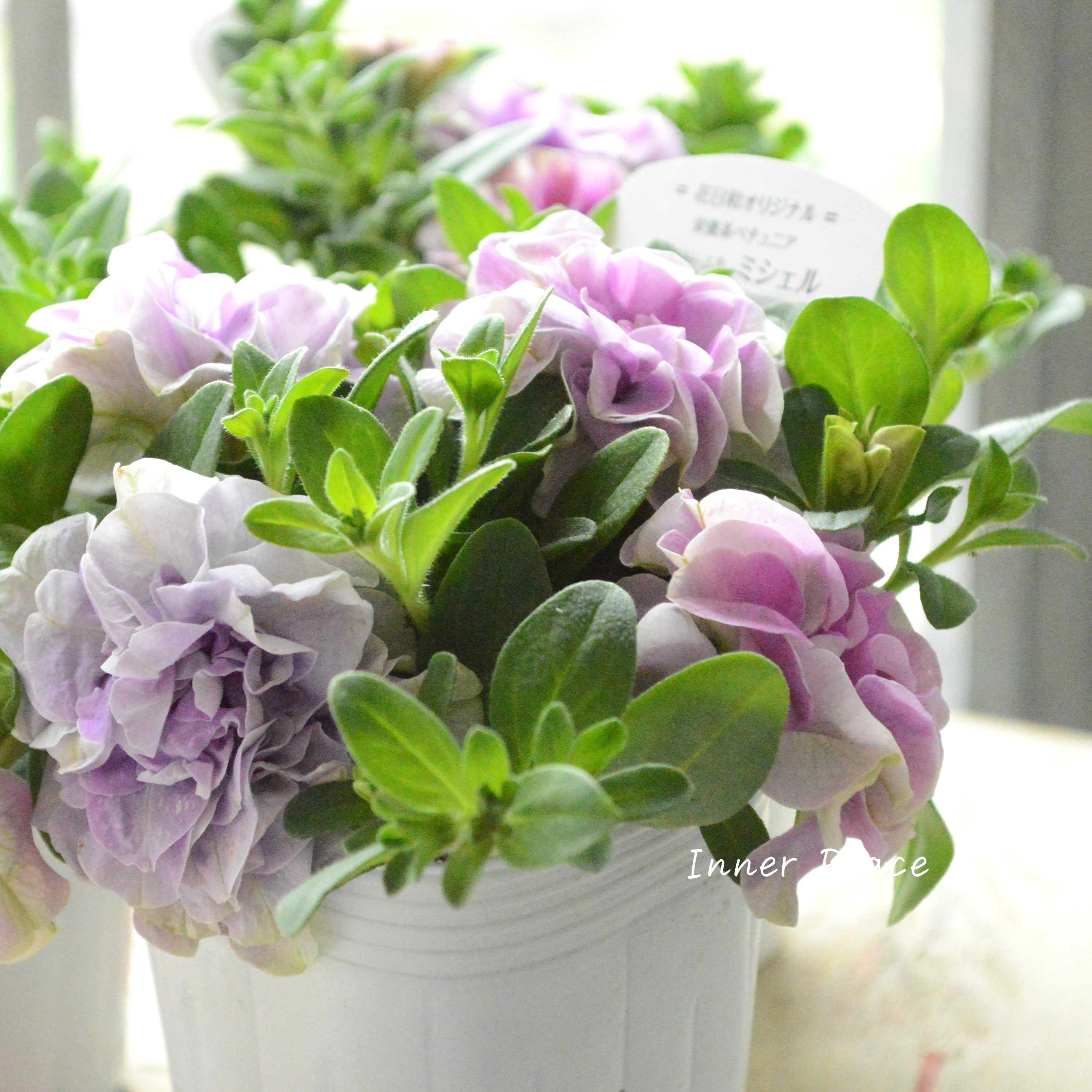 【花日和さんオリジナル】 栄養系ペチュニア 『ベルチャーム・ミシェル』 3.5寸POT