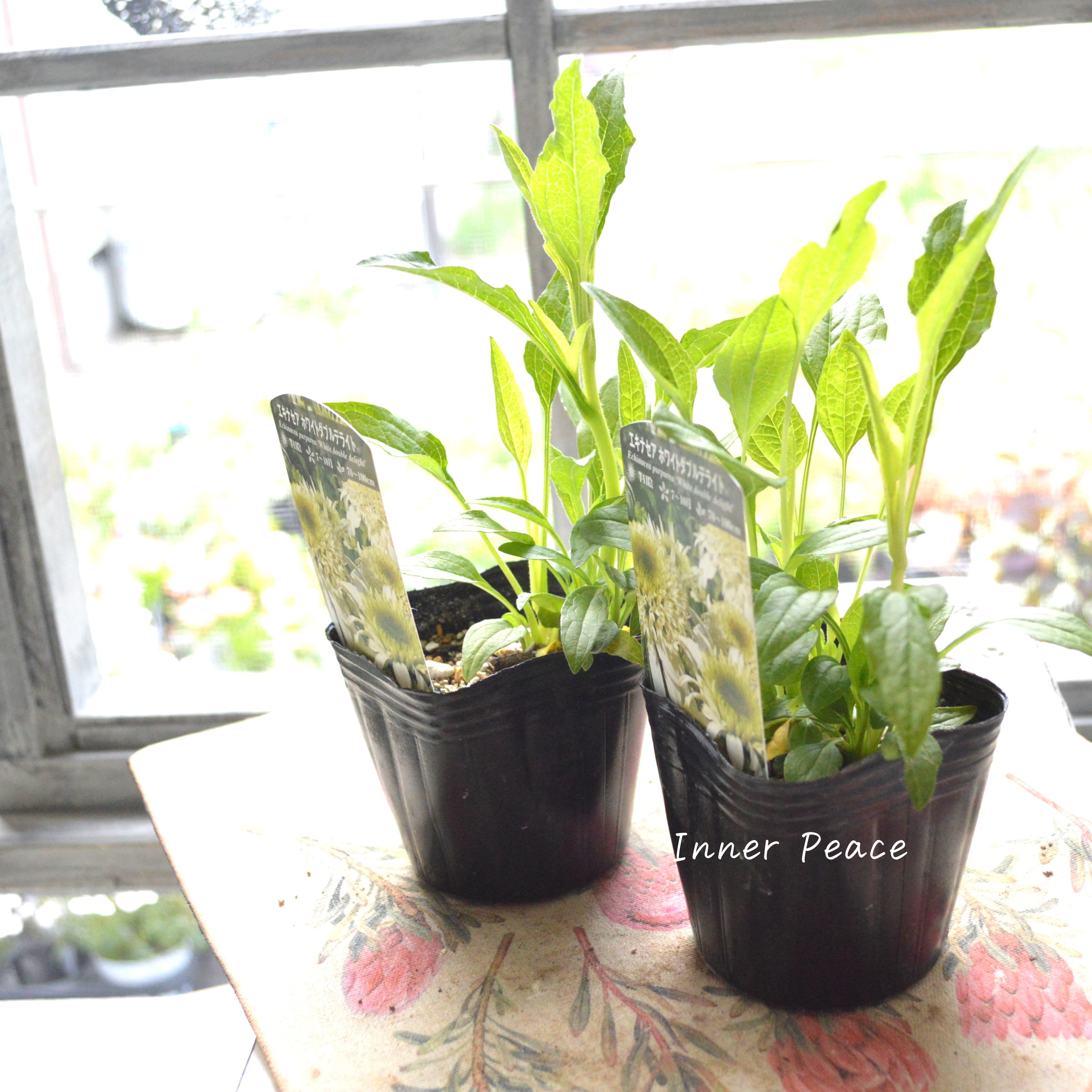 【暑さ寒さに強い】 エキナセア 『ホワイトダブルデライト』植え込み用 3寸POT