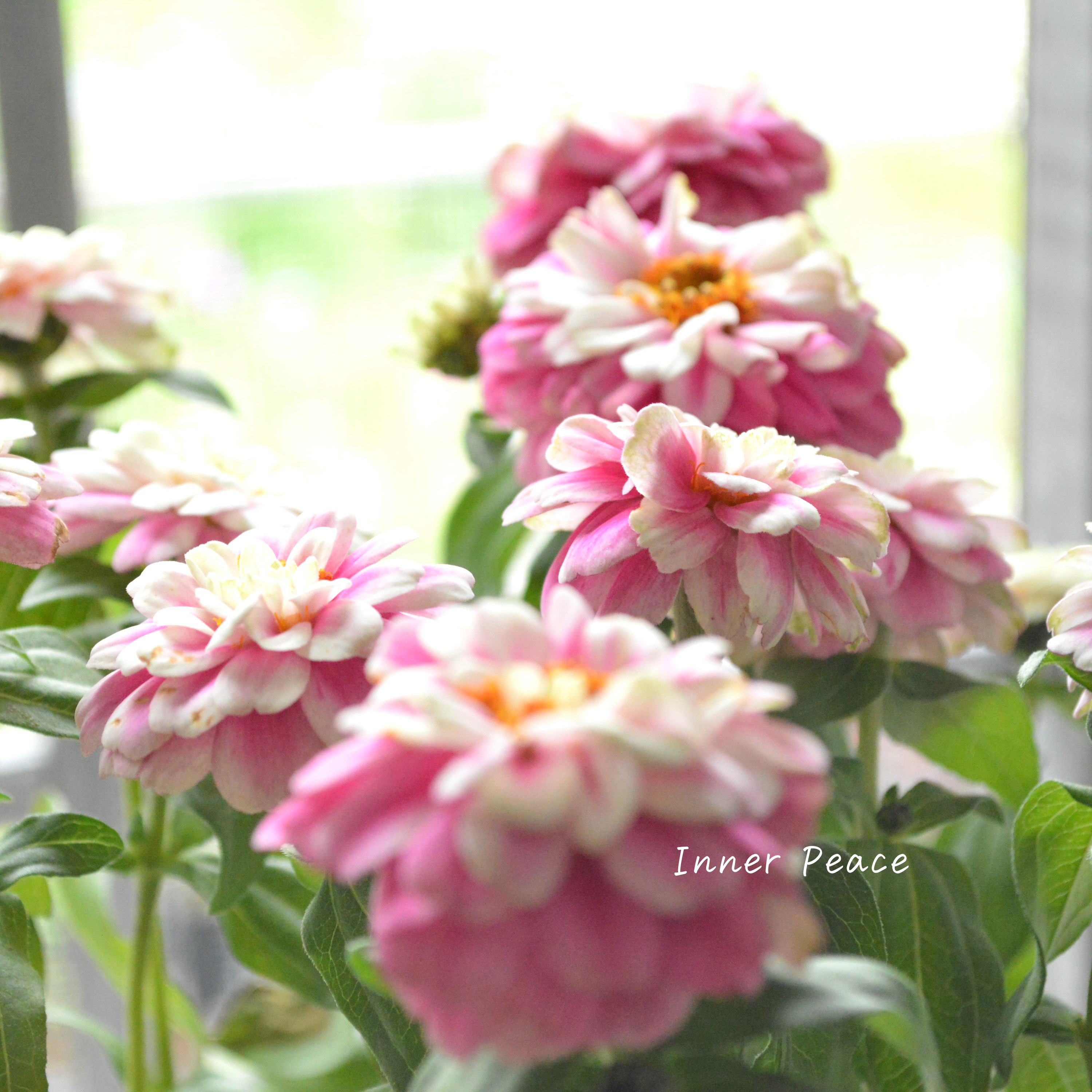 【八重咲き】 ジニア 『ダブルザハラ・ラズベリーリップル』 3寸POT