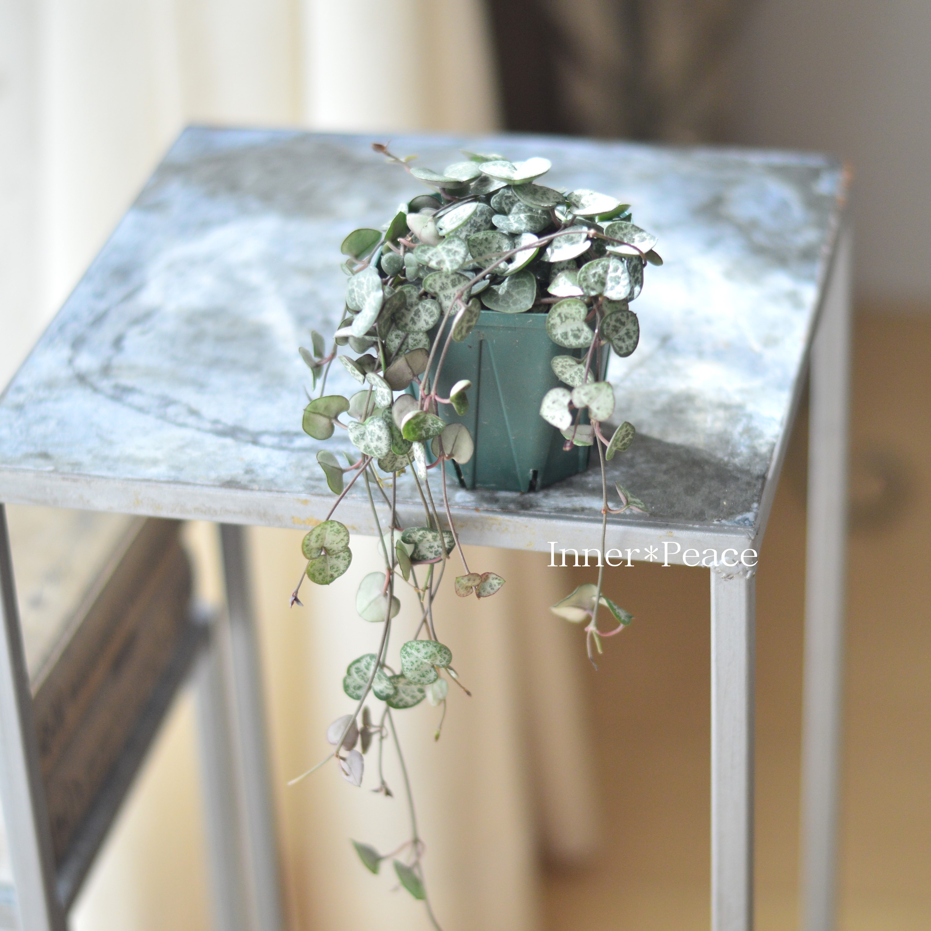 【かわいい】 ハートカズラ 3寸プラ鉢