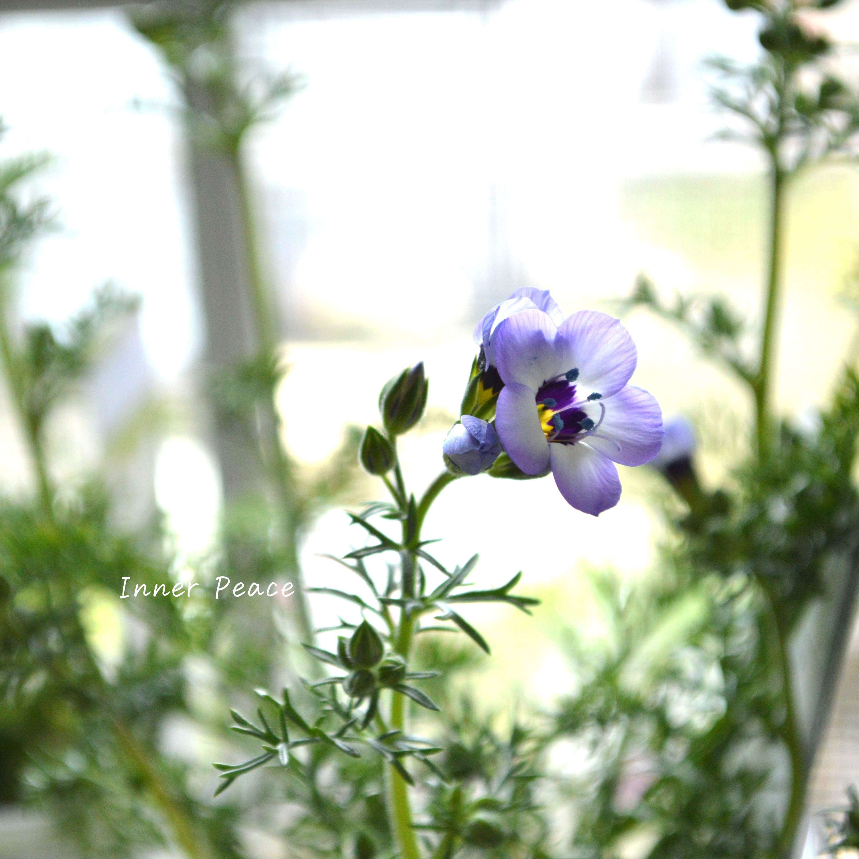 【美しい】 ギリア 『トリコロール』 3寸POT