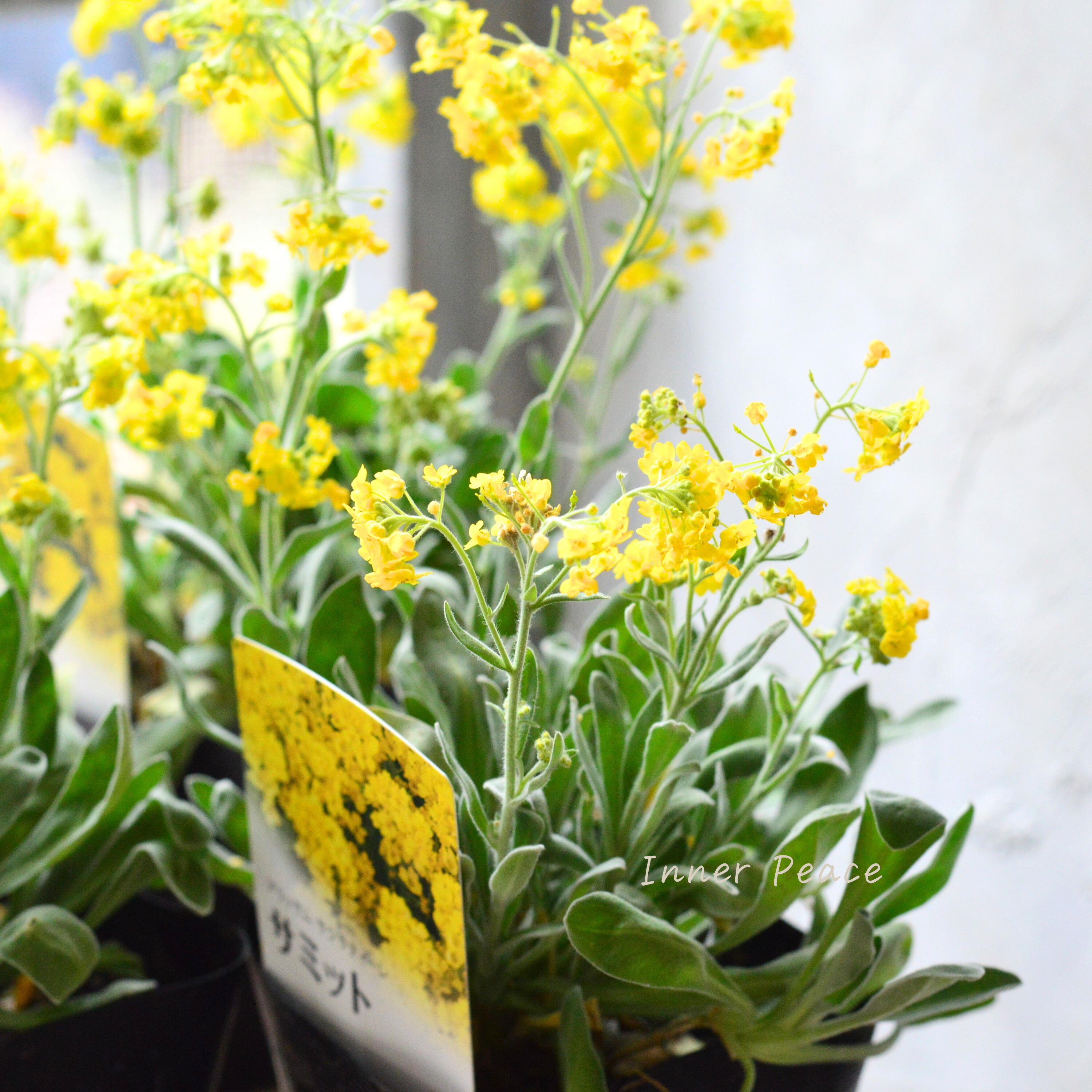 【宿根】 アリッサム サクサティーレ 『サミット』 3.5寸POT