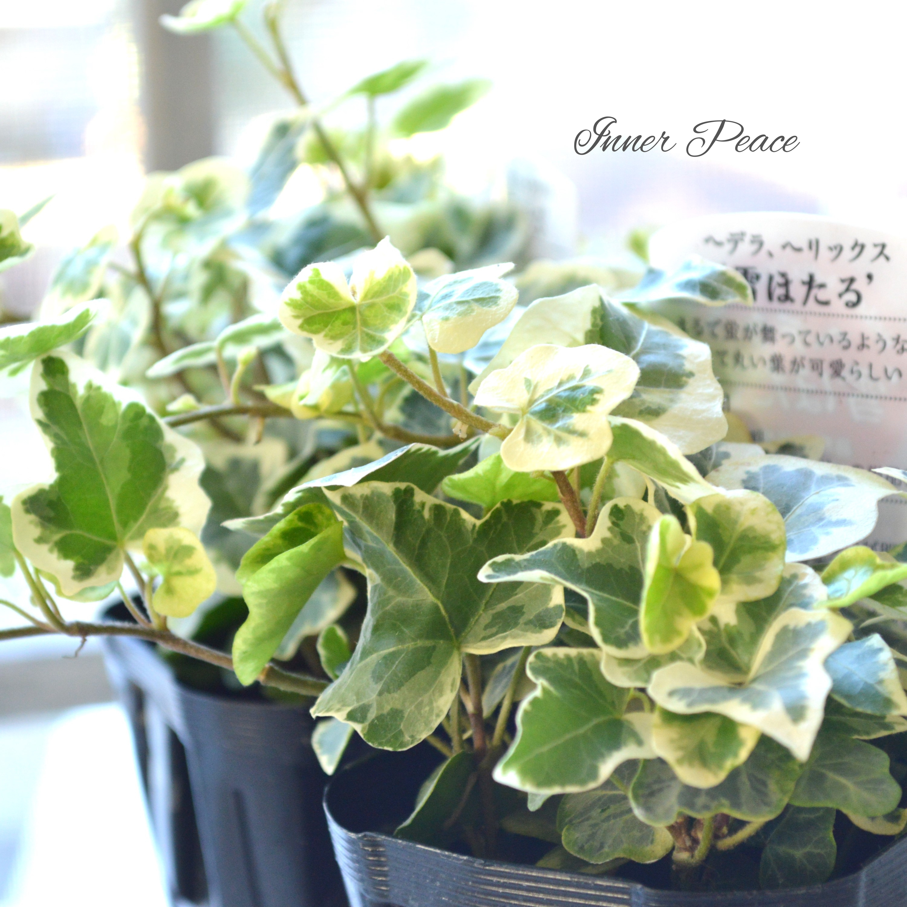 【希少】 ヘデラ 『雪ほたる』 2.5~3寸POT