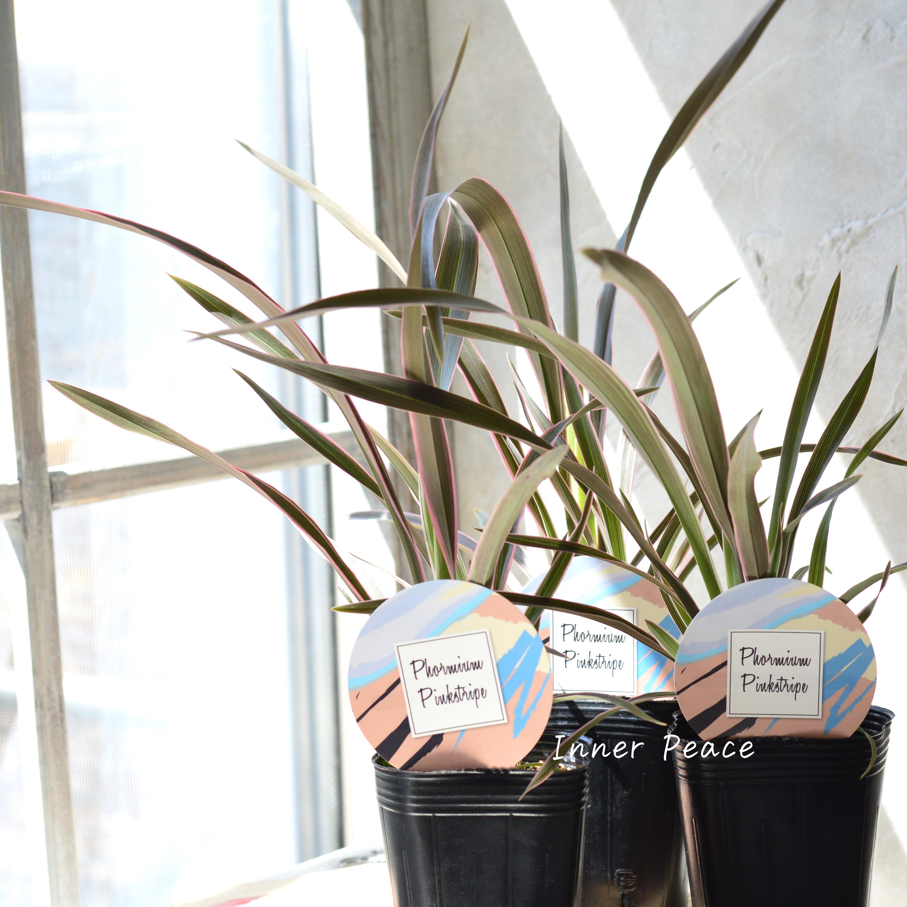 【人気】 ニューサイラン 『ピンクストライプ』 3寸ロングPOT