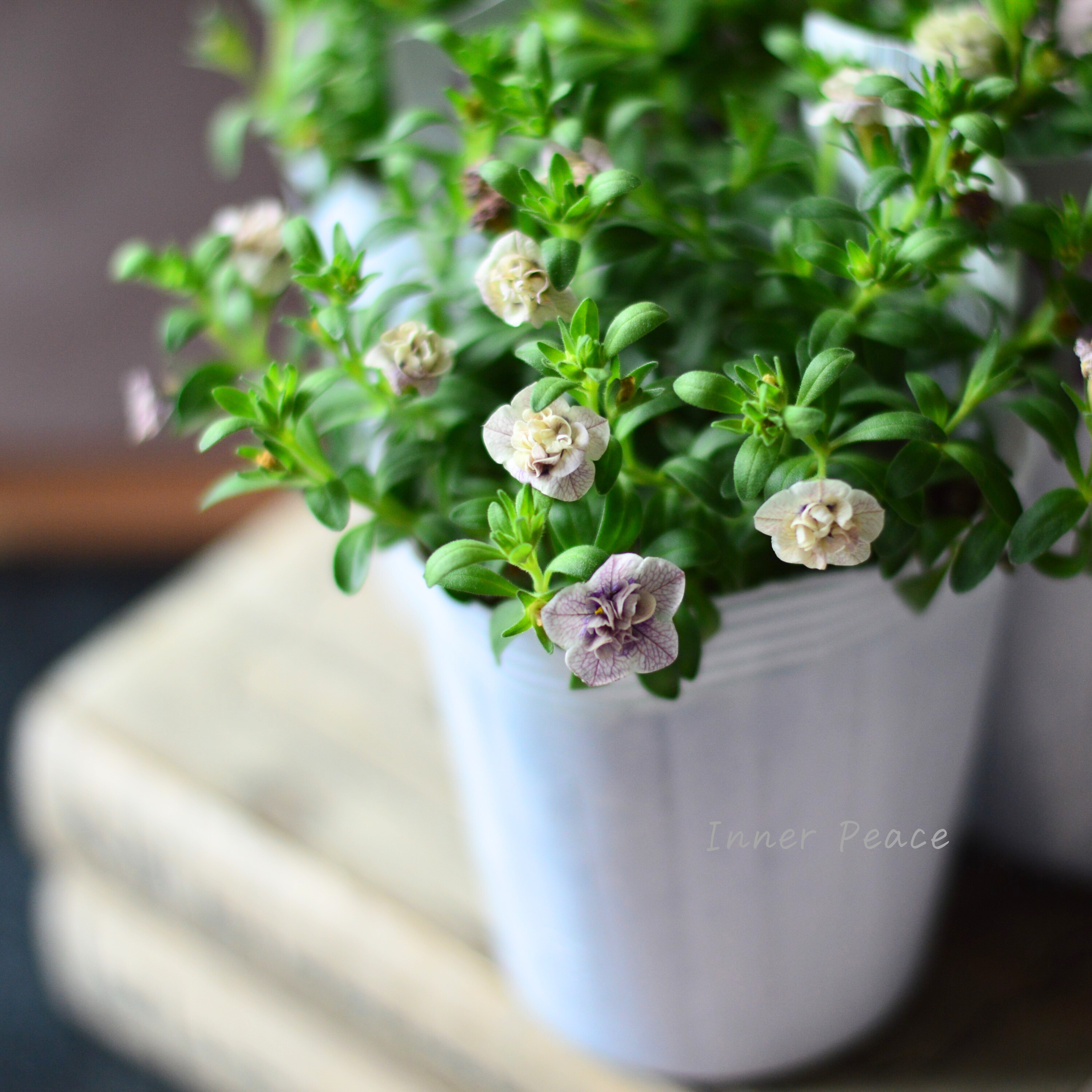 【希少】ナラフラさん カリブラコア 『紫紺のかごめ』 3寸ロングPOT