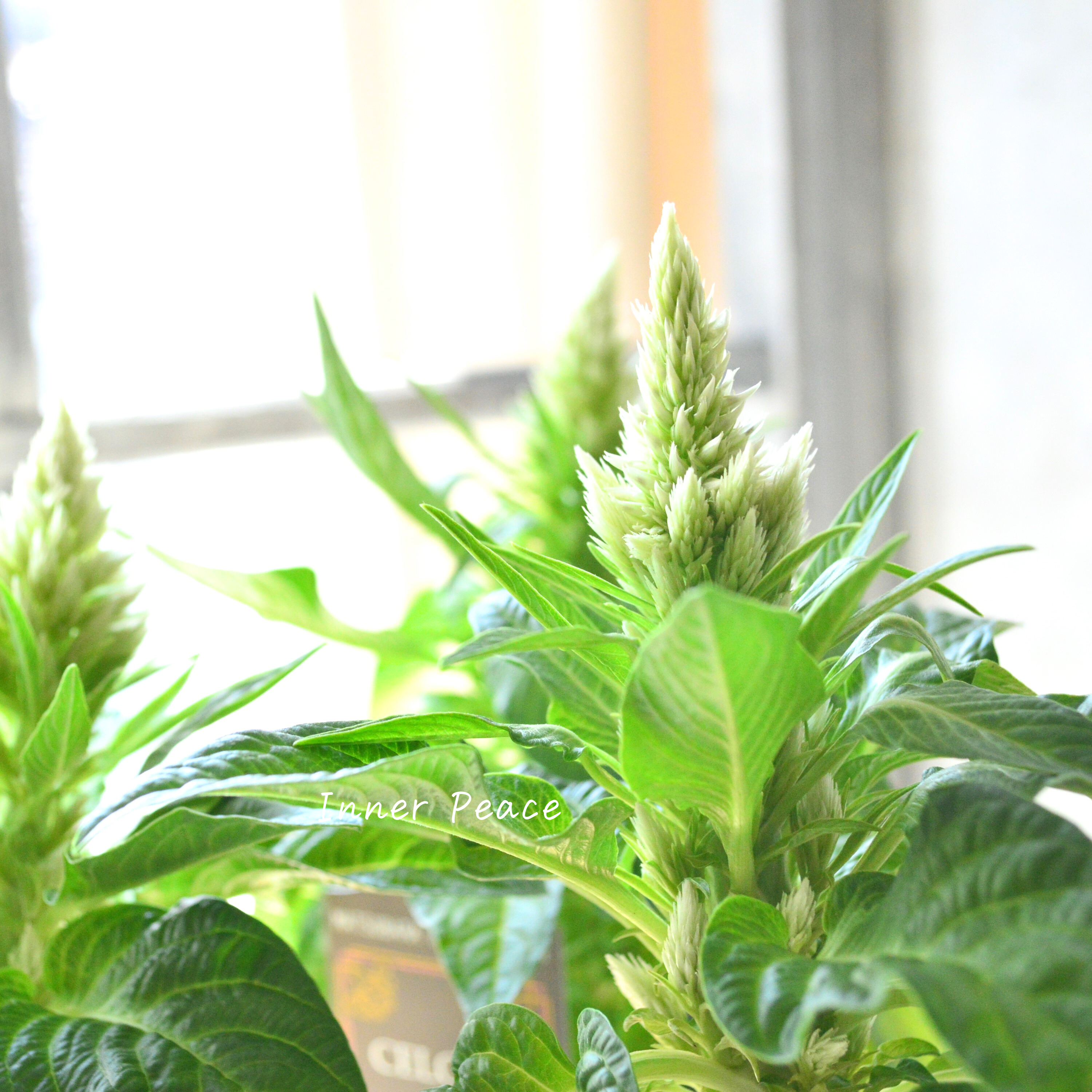 【マツバラフラワーファームさん】 セロシア 『サンディグリーン』 3寸ロングPOT