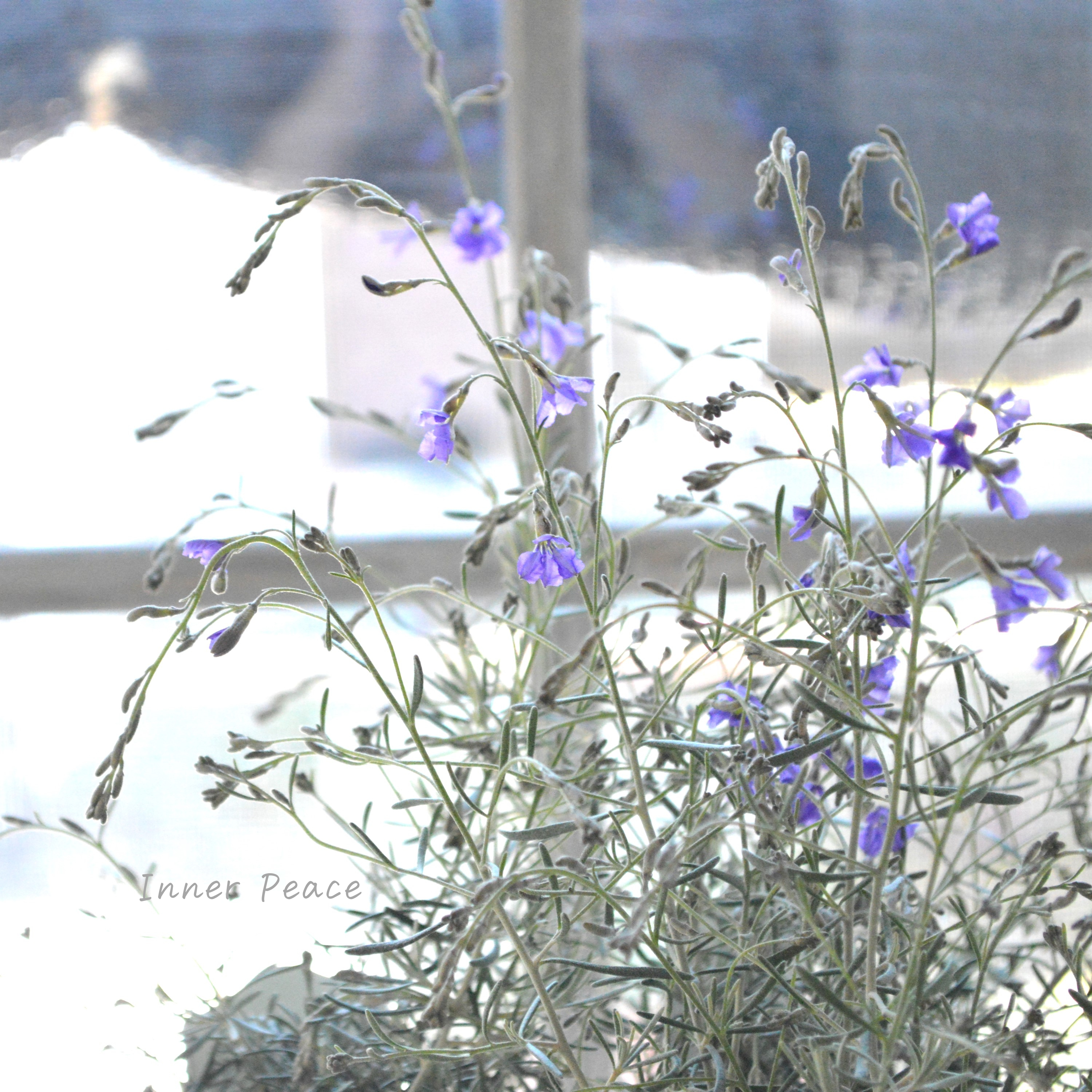 【美しい】 ダンピエラ 『ダンシングブルー』 3寸鉢