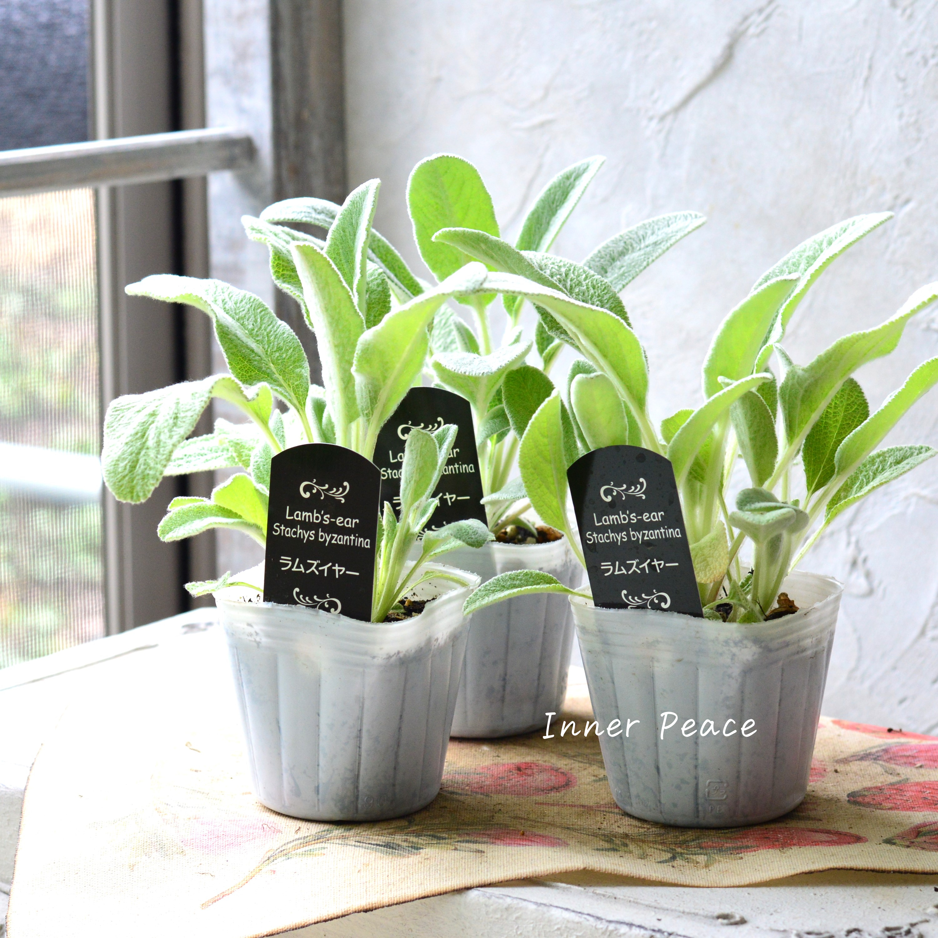 【寒さに強い】 ラムズイヤー 3寸POT