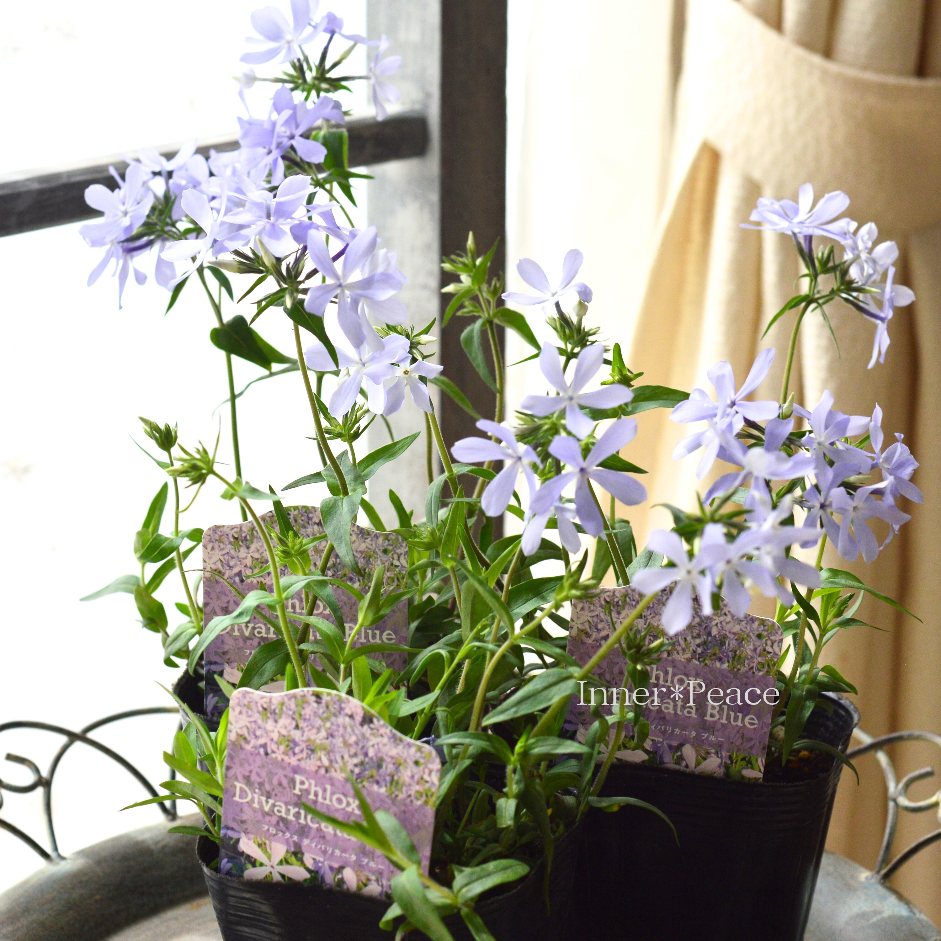 【宿根草】 フロックス 『ディバリガータ・ブルーパフューム』 3寸POT