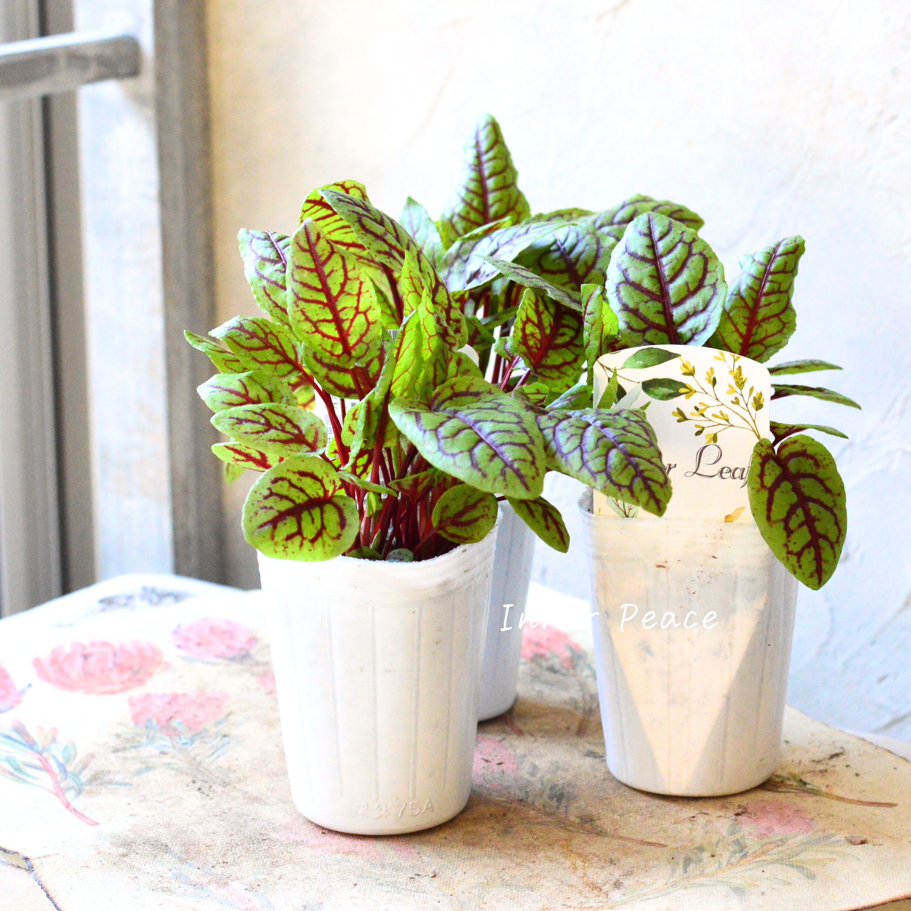 【寒さに強い】 ルメックス 『ブラッディドック』 2.5寸ロングPOT