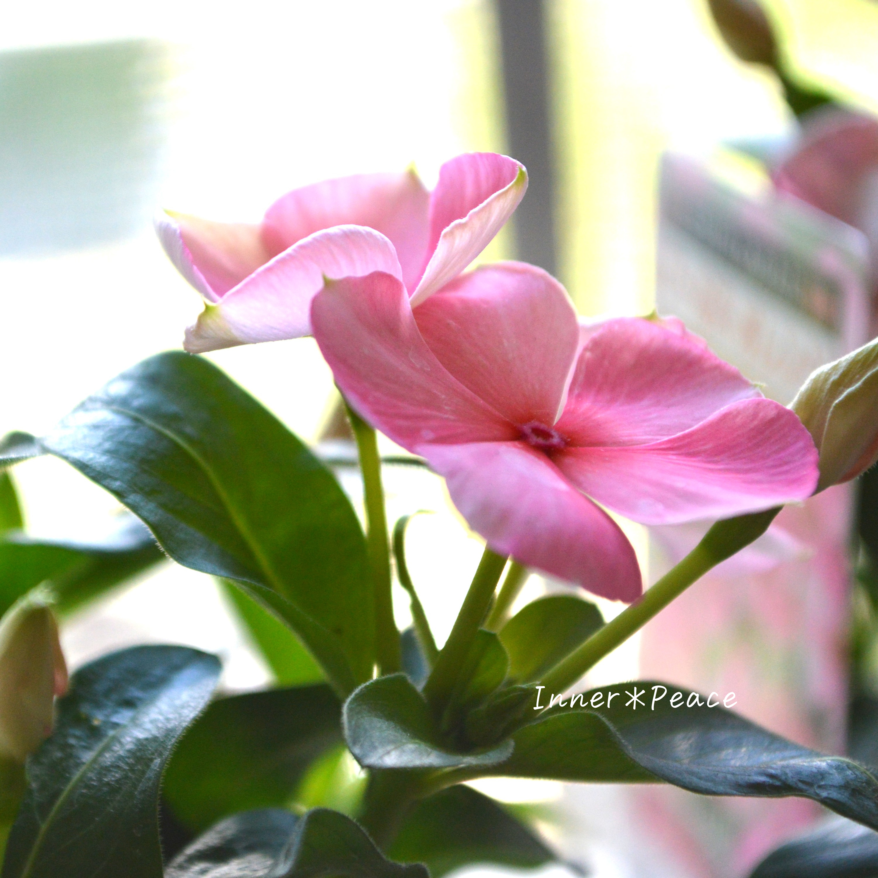 【北島園芸さん】 ニチニチソウ 『びーだまオレンジ』 3.5寸POT