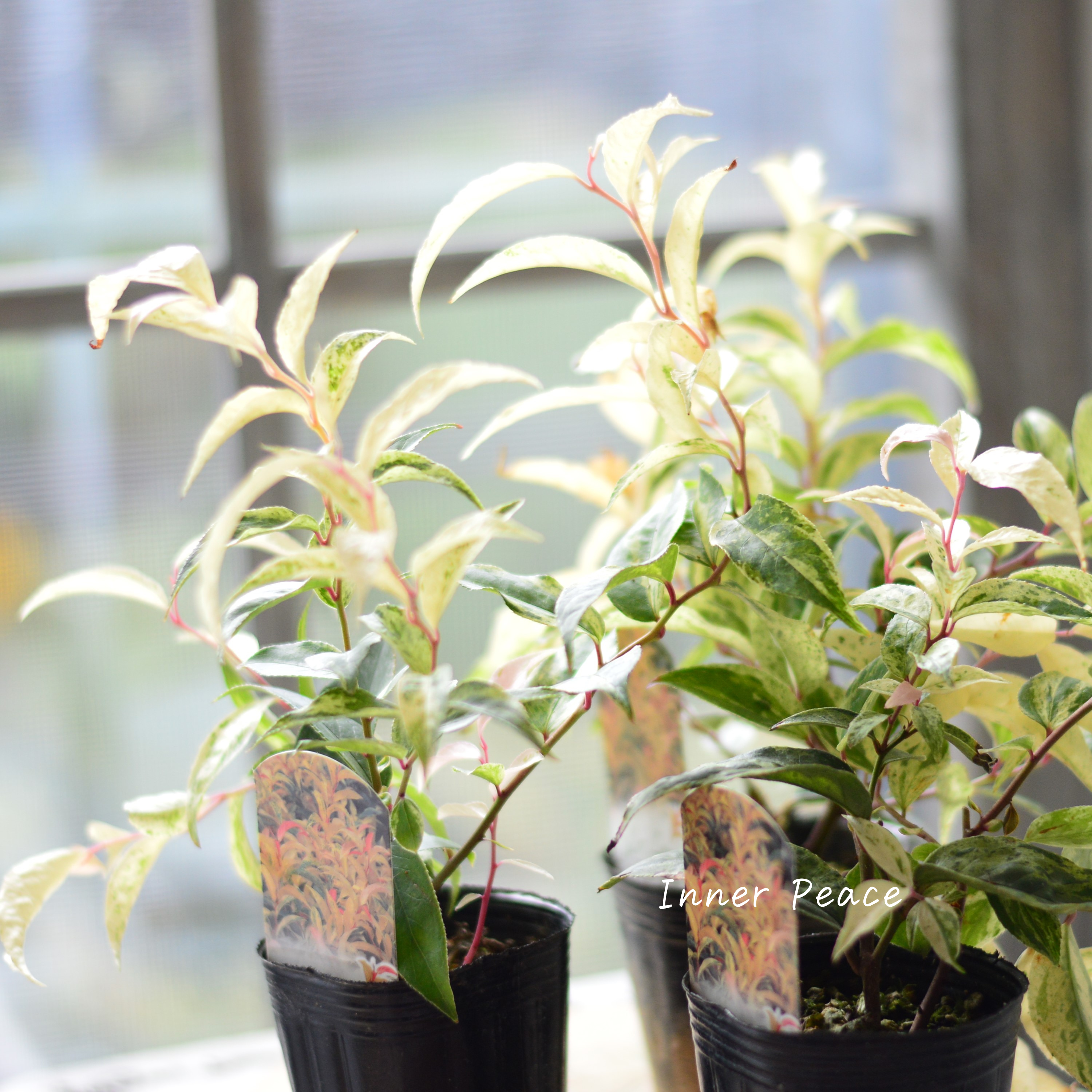 【斑入り】 ルコテー(西洋イワナンテン) 『レインボー』 3寸ロングPOT