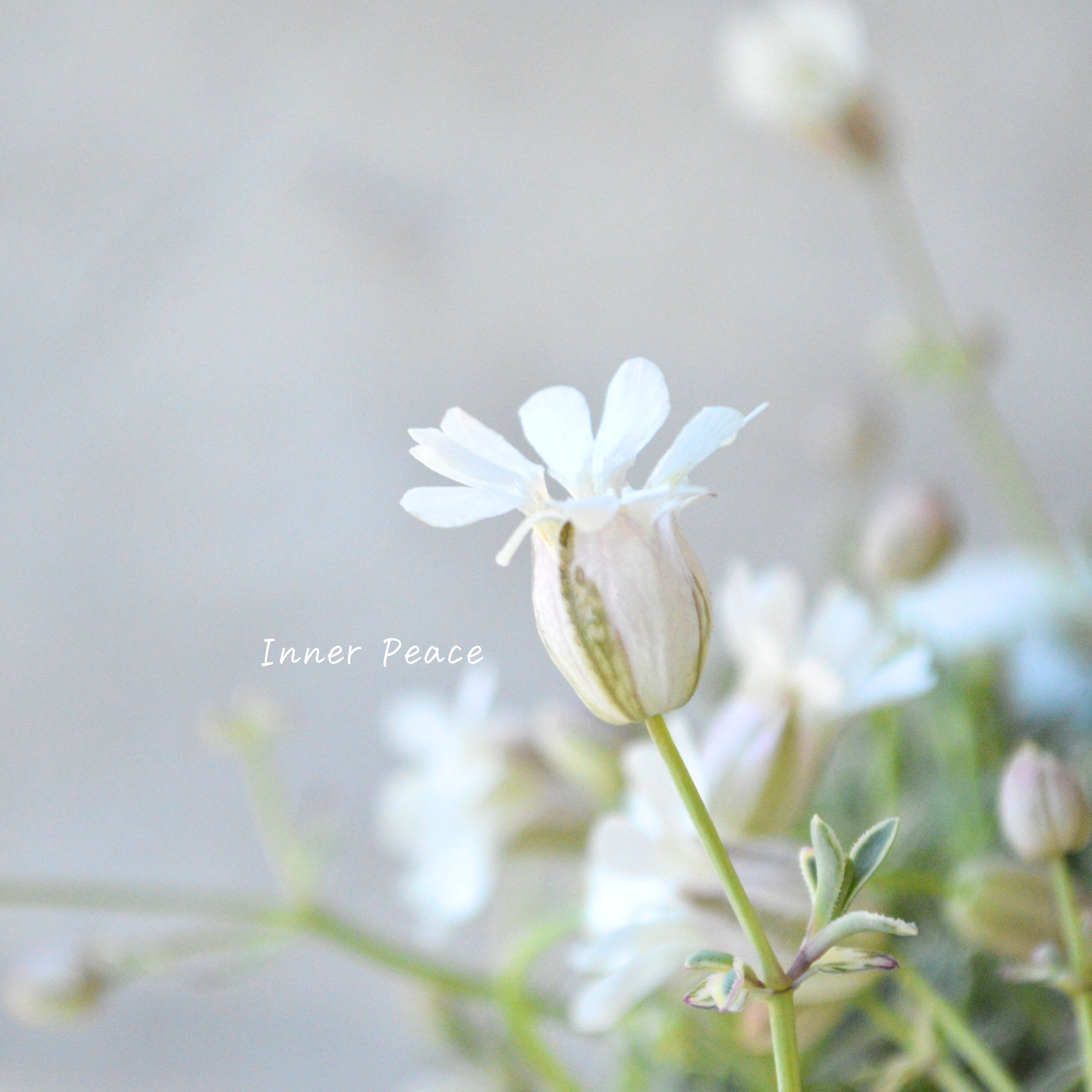 【新品種】 シレネ ドルチェ 3寸ロングPOT