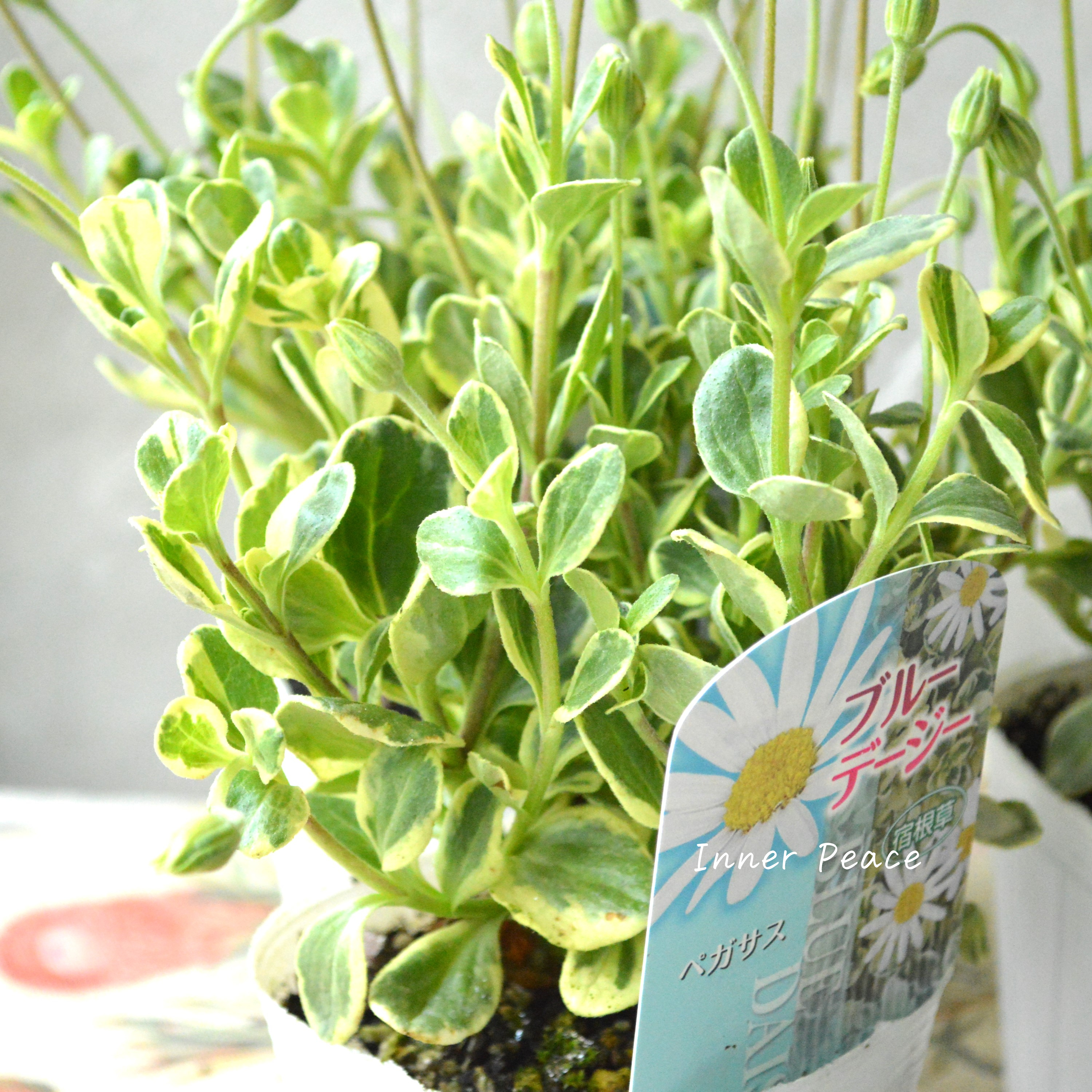 【斑入り】 ブルーデージー 『ペガサス』 3号POT