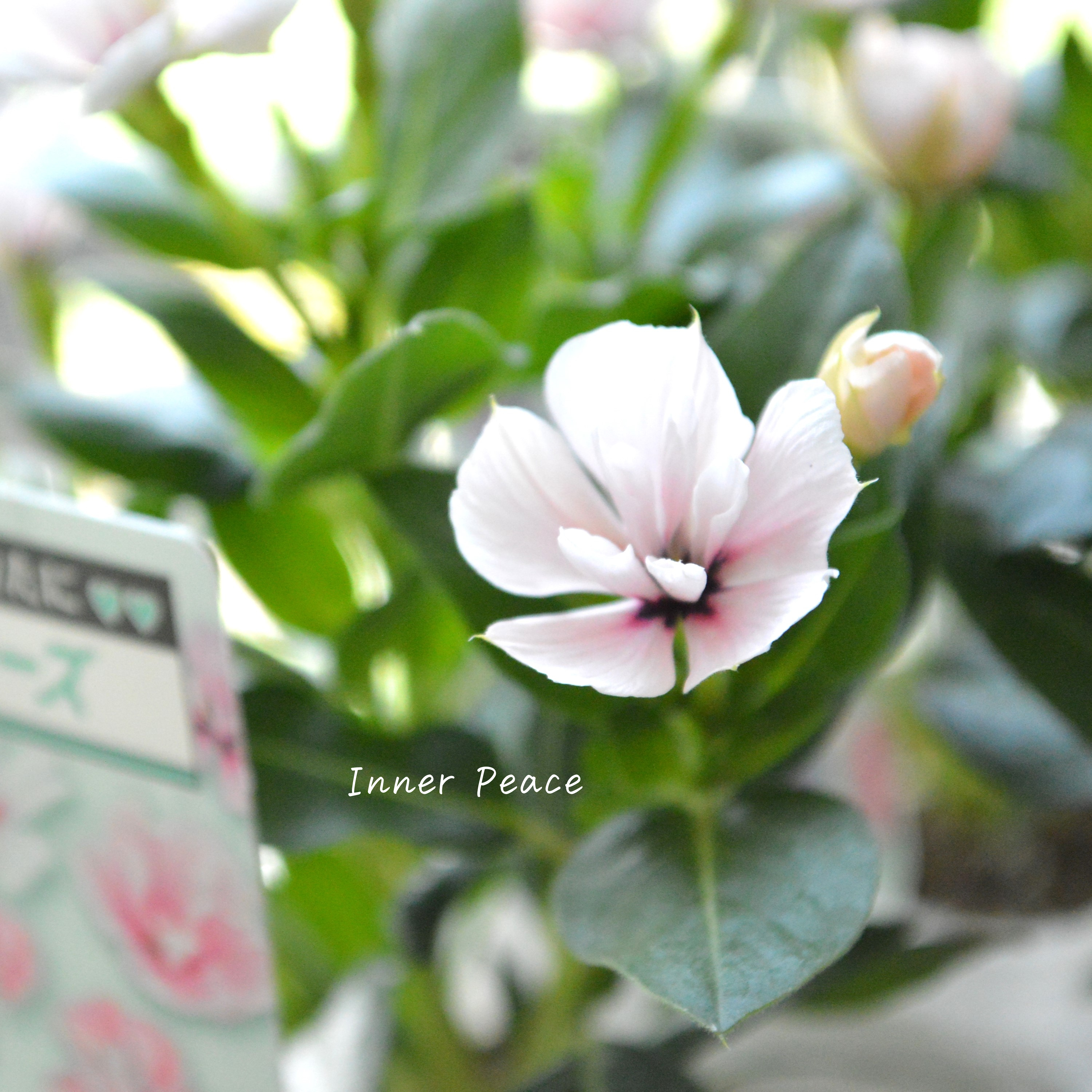 【北島園芸さん】 ニチニチソウ(八重咲き) 『ミラシリーズ・モネ』 3.5寸POT