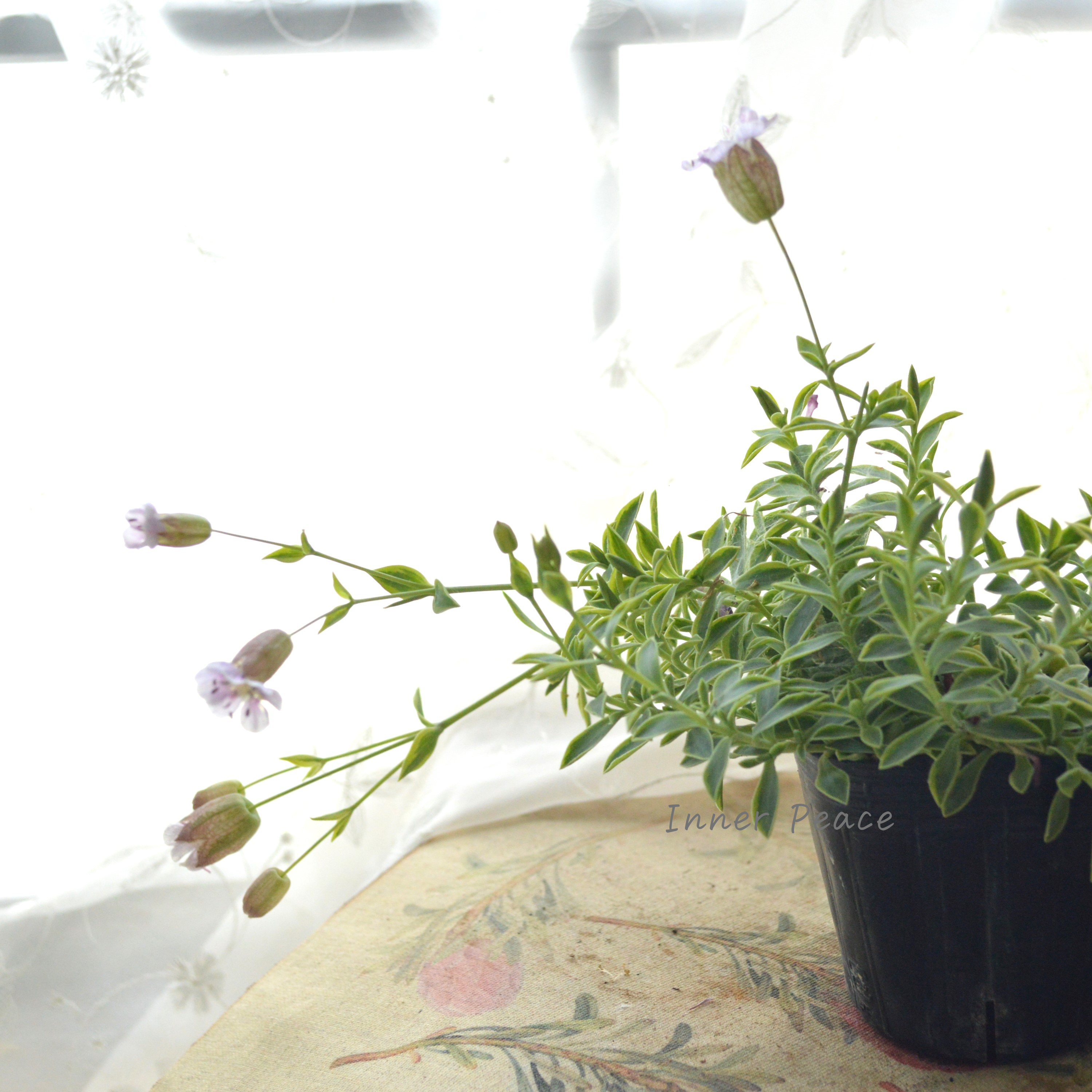 【斑入り】 シレネ ユニフローラ 『シェルピンク・バリエガータ』 3寸POT